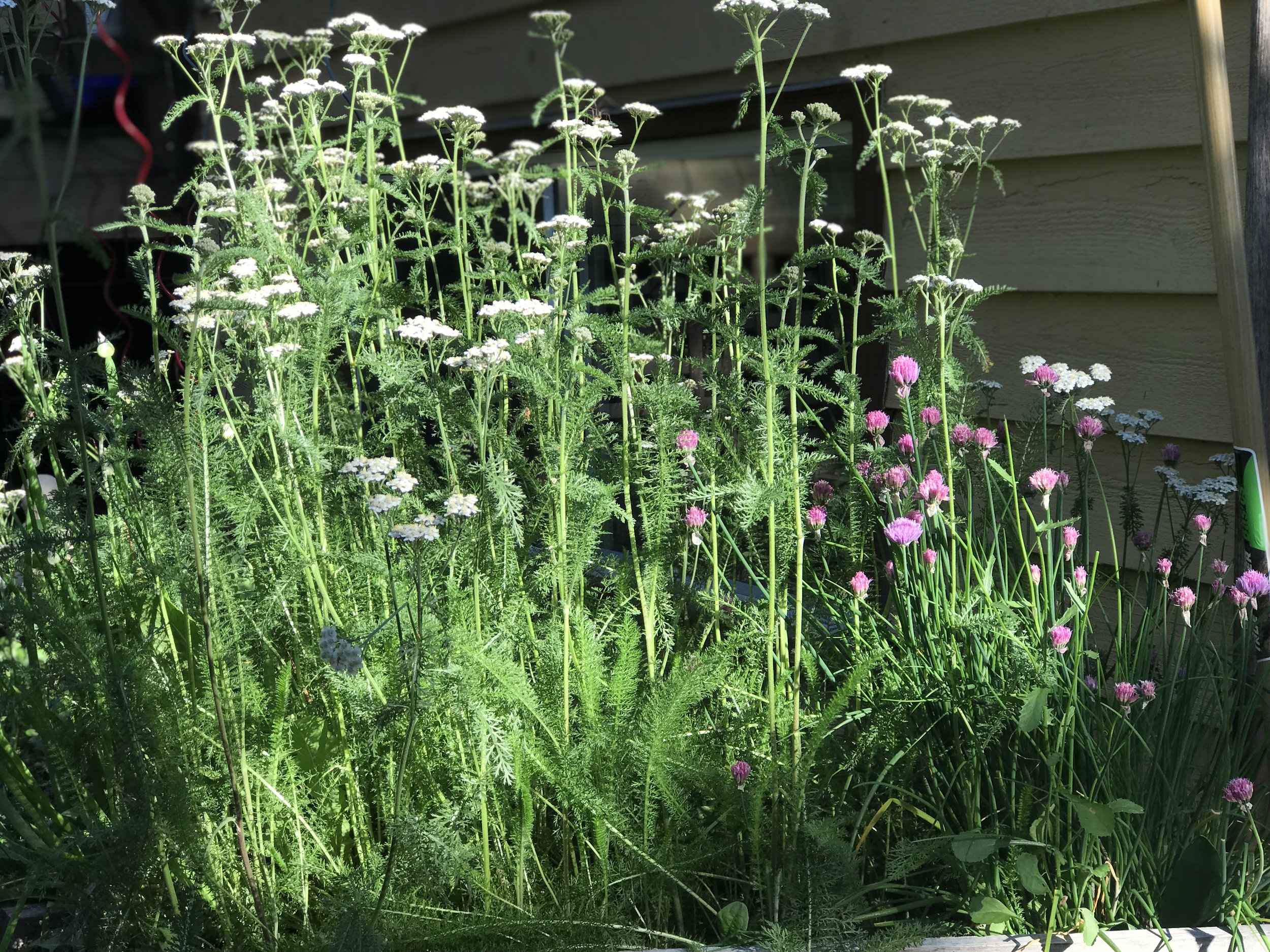 Yarrow growing beside chives