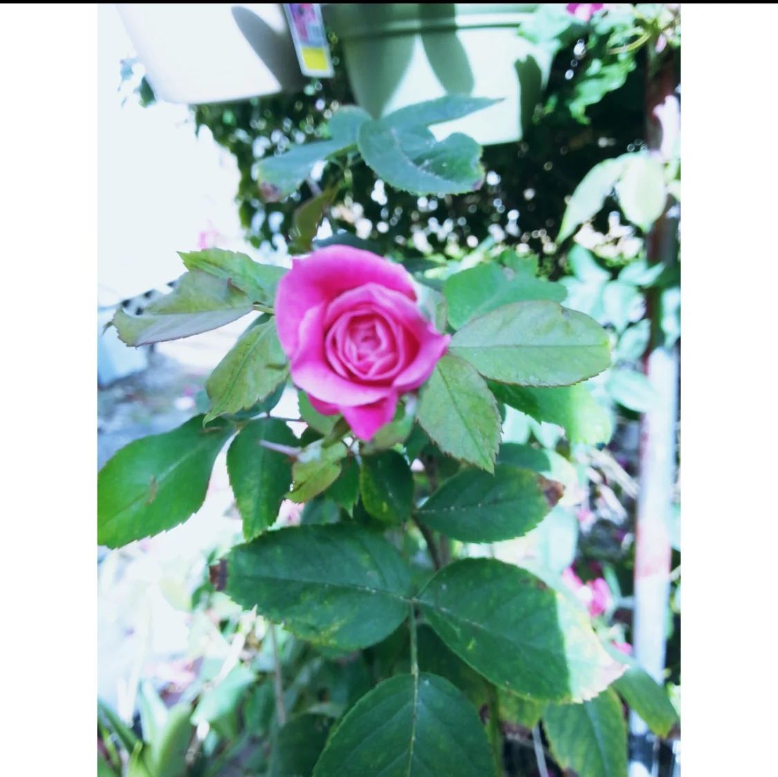 Bri Minus - What IF - (Sponsored Artist)