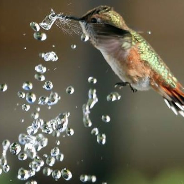The Teachings of Hummingbird