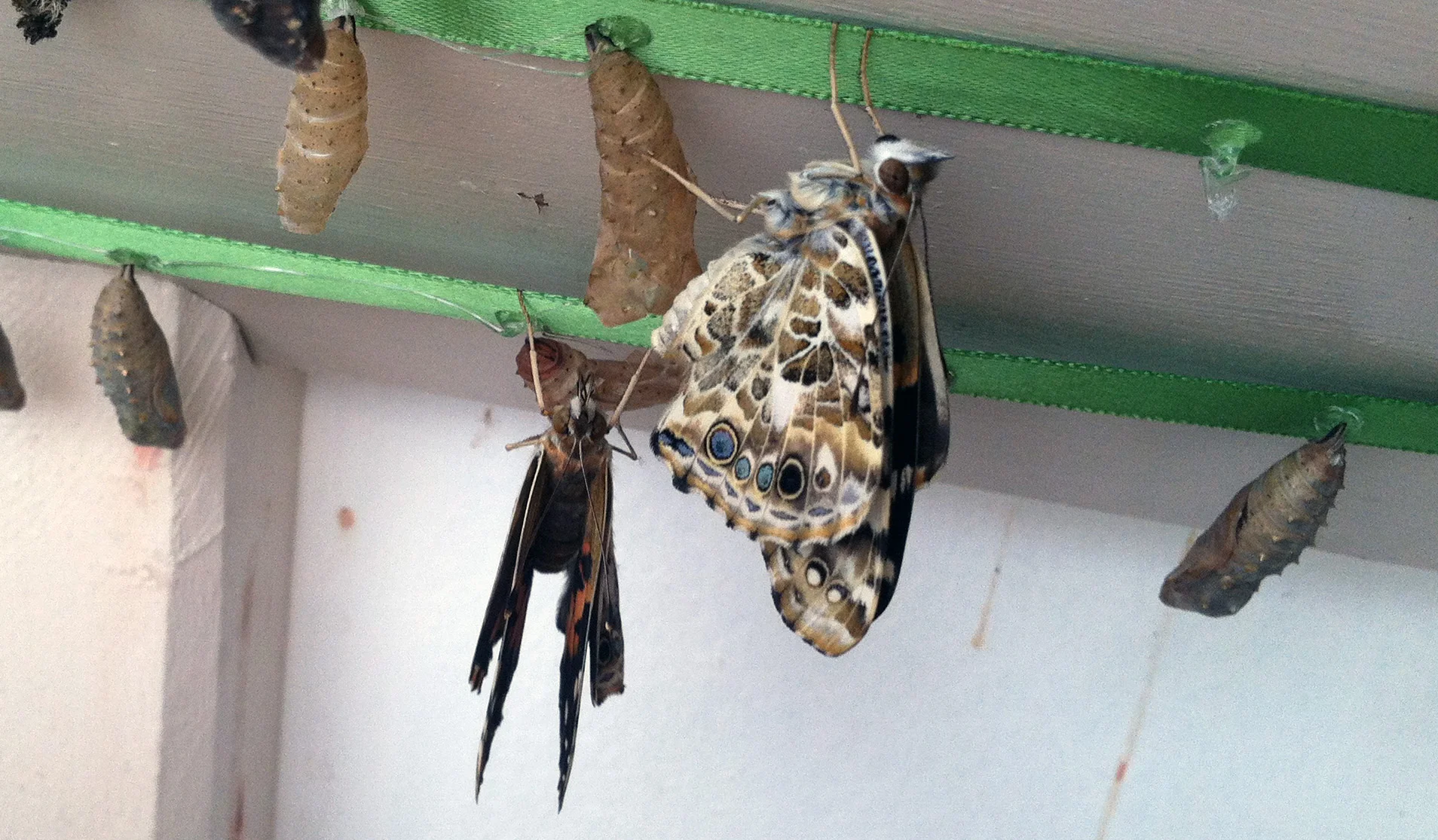Painted Ladies emerging from their chrysalis
