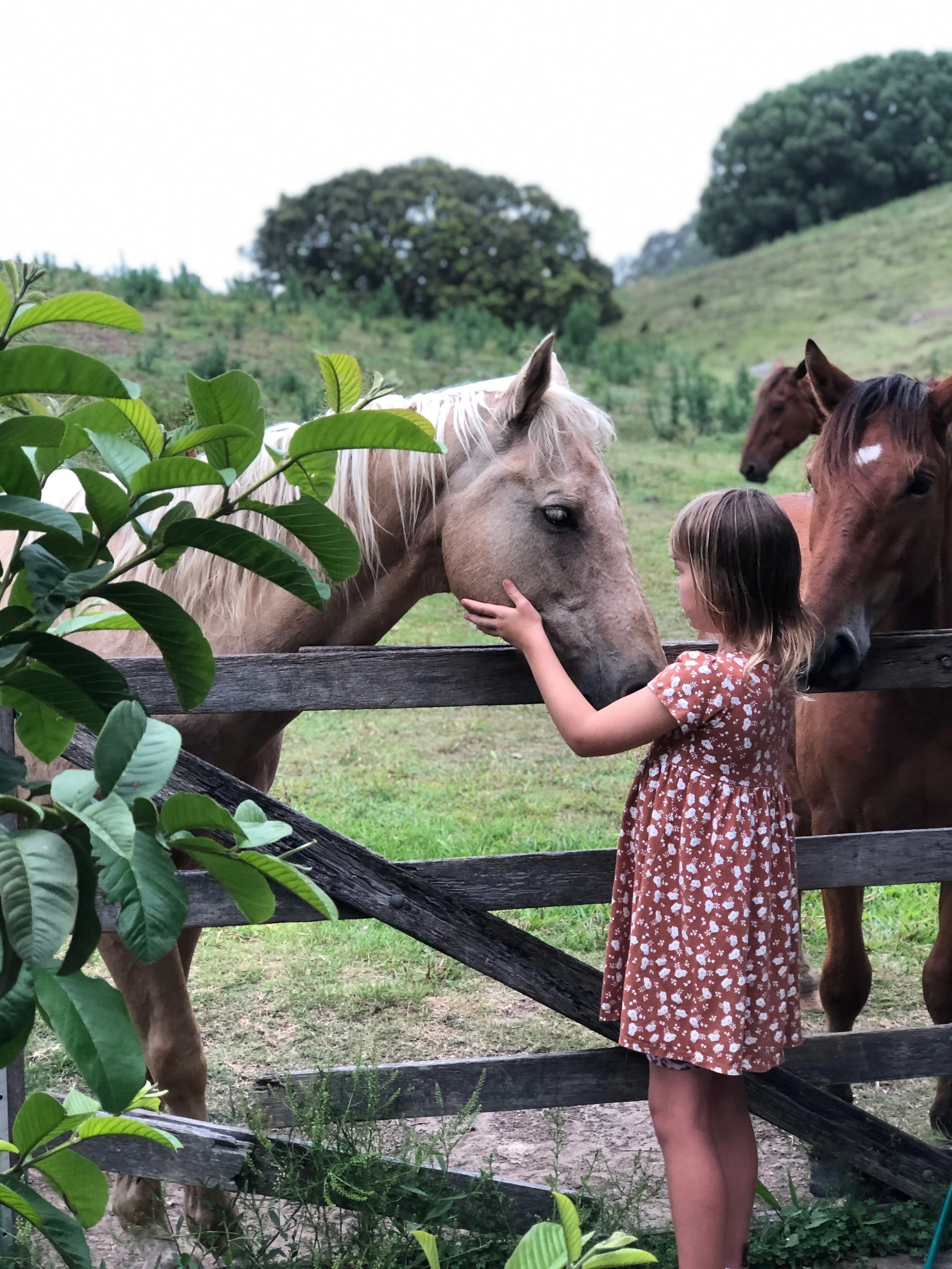 Byron Bay Equine Therapy & Psychology