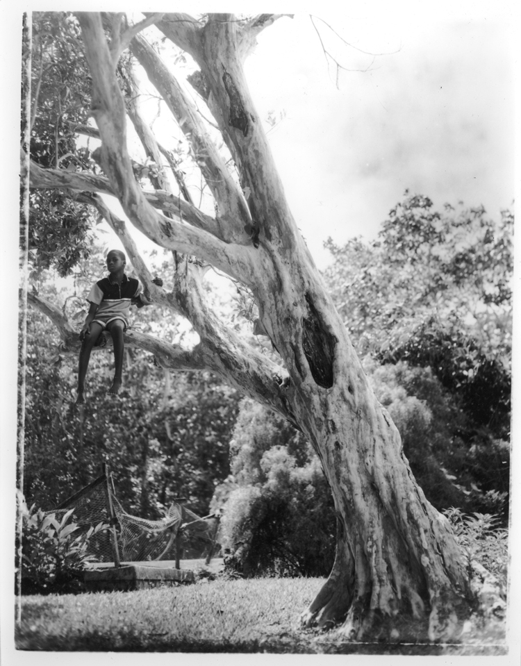 Jahe in the Pimento Tree, 2005