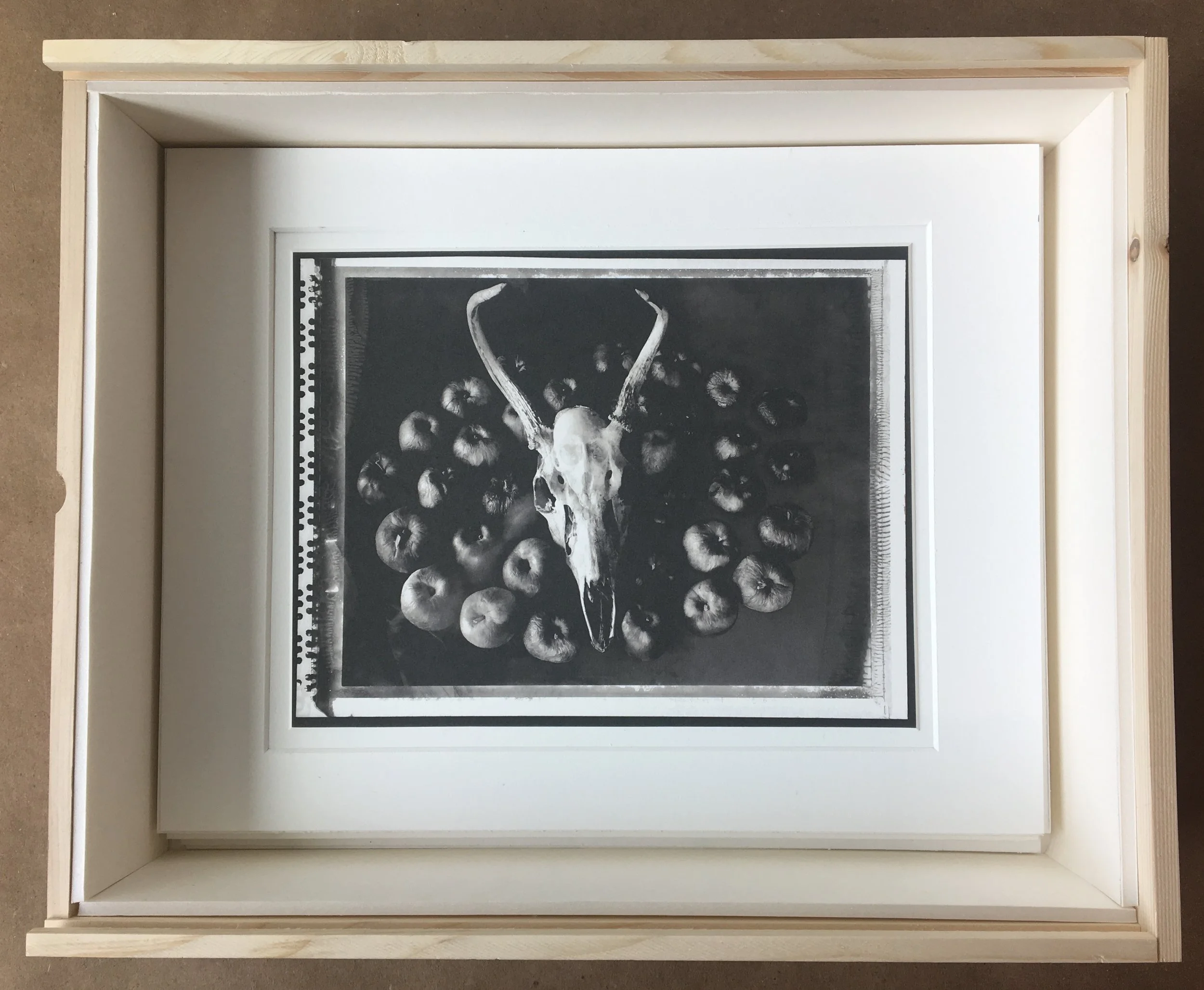 Fused Skull in box.jpg