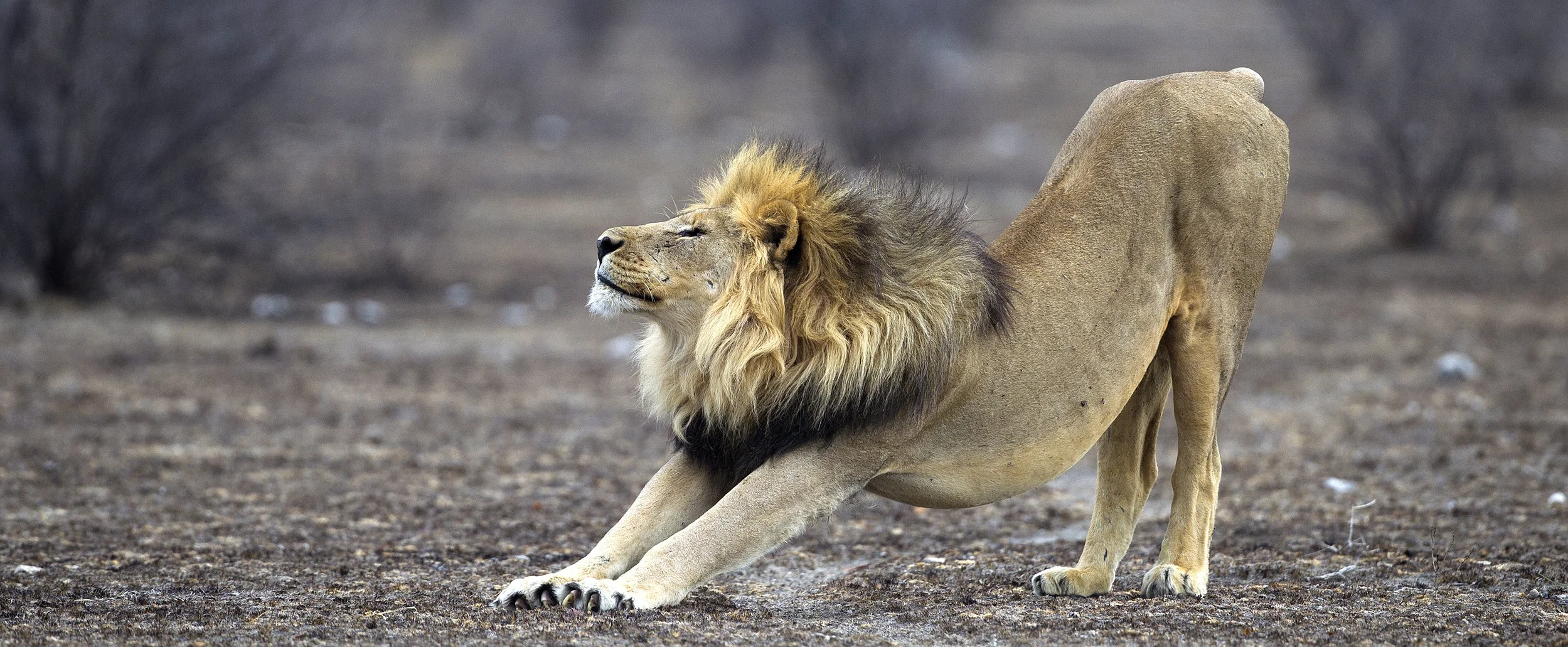 Panthera_leo_stretching_(Etosha,_2012).jpg