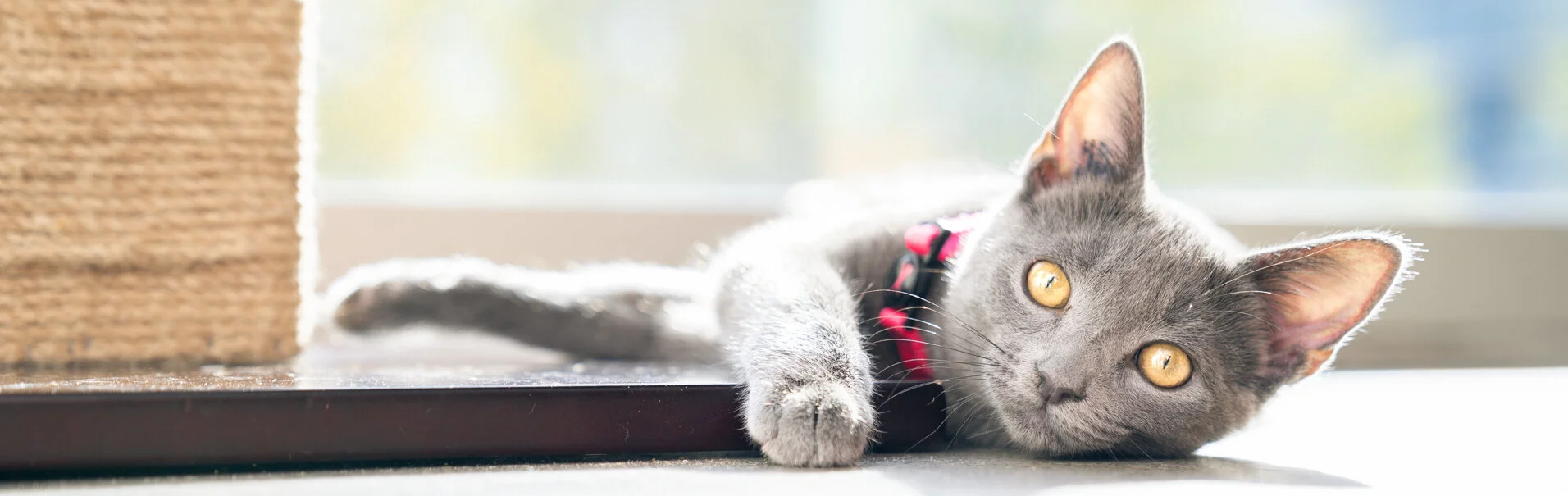 banner cat catfe.jpg