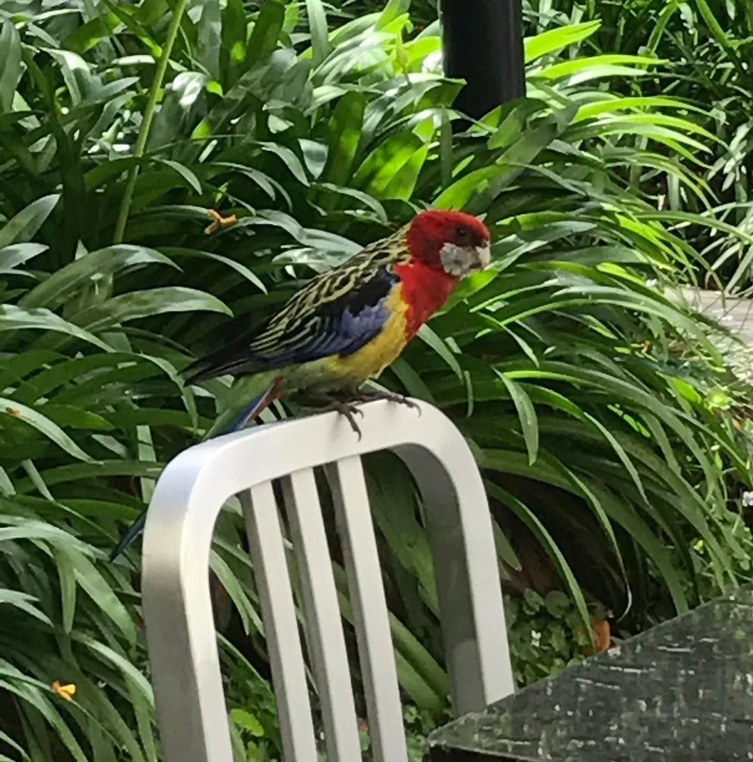 A cheeky local visiting the courtyard for breakfast this morning. 🥰 

The Treasury 1860 courtyard- a hidden oasis in the heart of the Adelaide CBD.

experienceadl cityofadelaide #treasury1860 #adelaide #adelaideloves #hiddengem #adelaidebeergarden #
