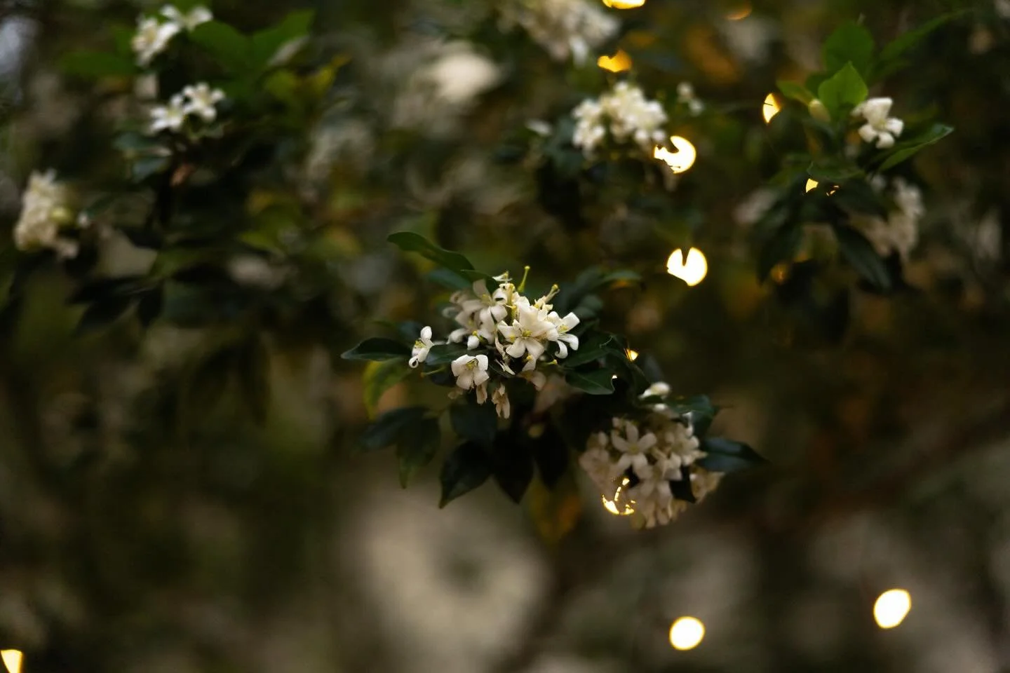 Gentle orange blossom blooms in the courtyard 🥰 

📸 @kateoliviaweddings 

#hiddengem #adelaide #adelaideloves #restaurantgarden #dinnerunderthestars @experienceadl