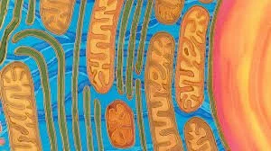 Mighty Mitochondria and Coenzyme Q 10 (CoQ10) to the rescue