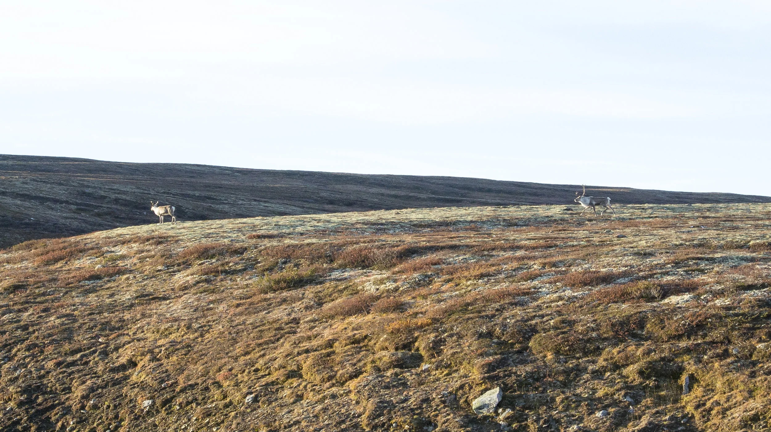Om du er heldig kan du møte på villrein i nasjonalparkene som ligger rundt Dovre og Lesja. Vis hensyn, og ikke forstyrr dyrene. 