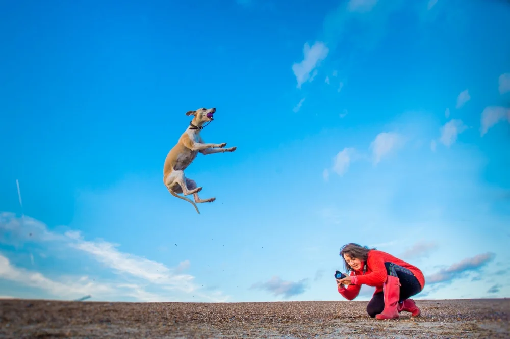 1 2 1 Dog Photography Tuition Classes To Learn Dog Photography Rhian White Photography