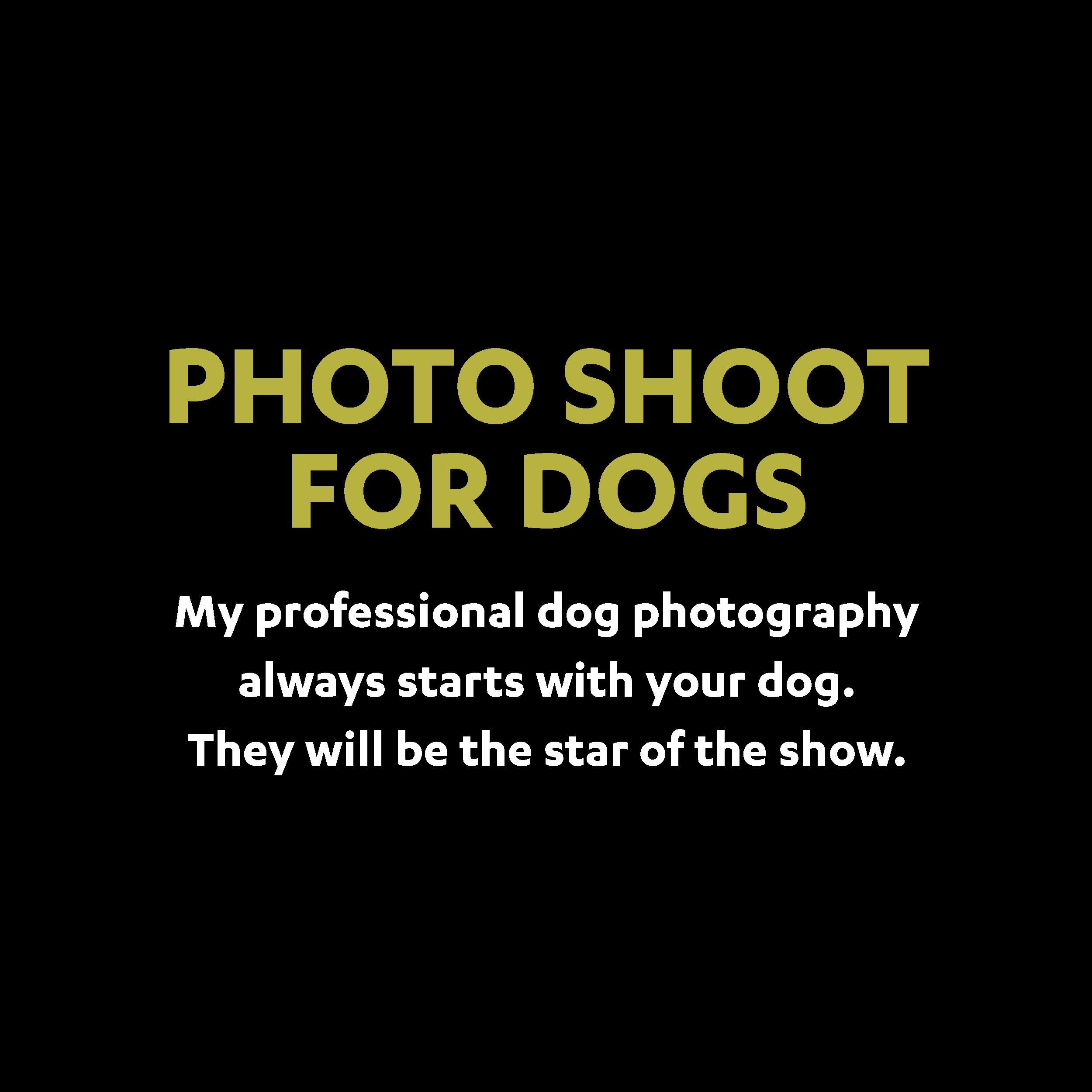 photo shoots for dogs.jpg