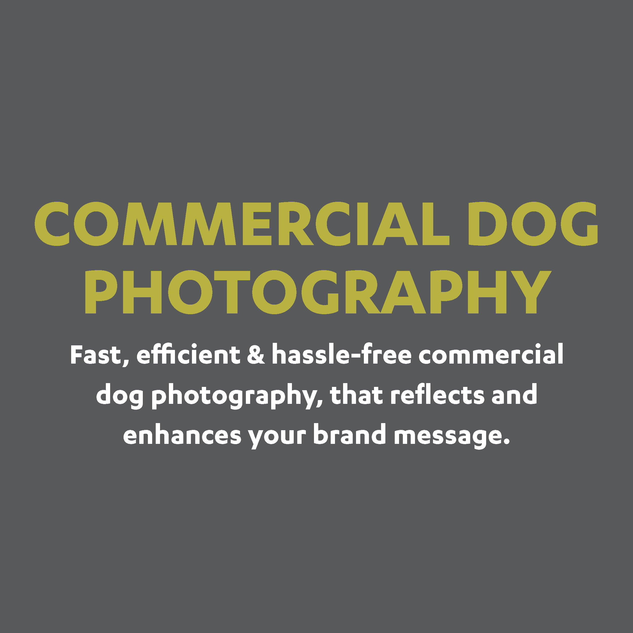 Commercial dog photography and stock images