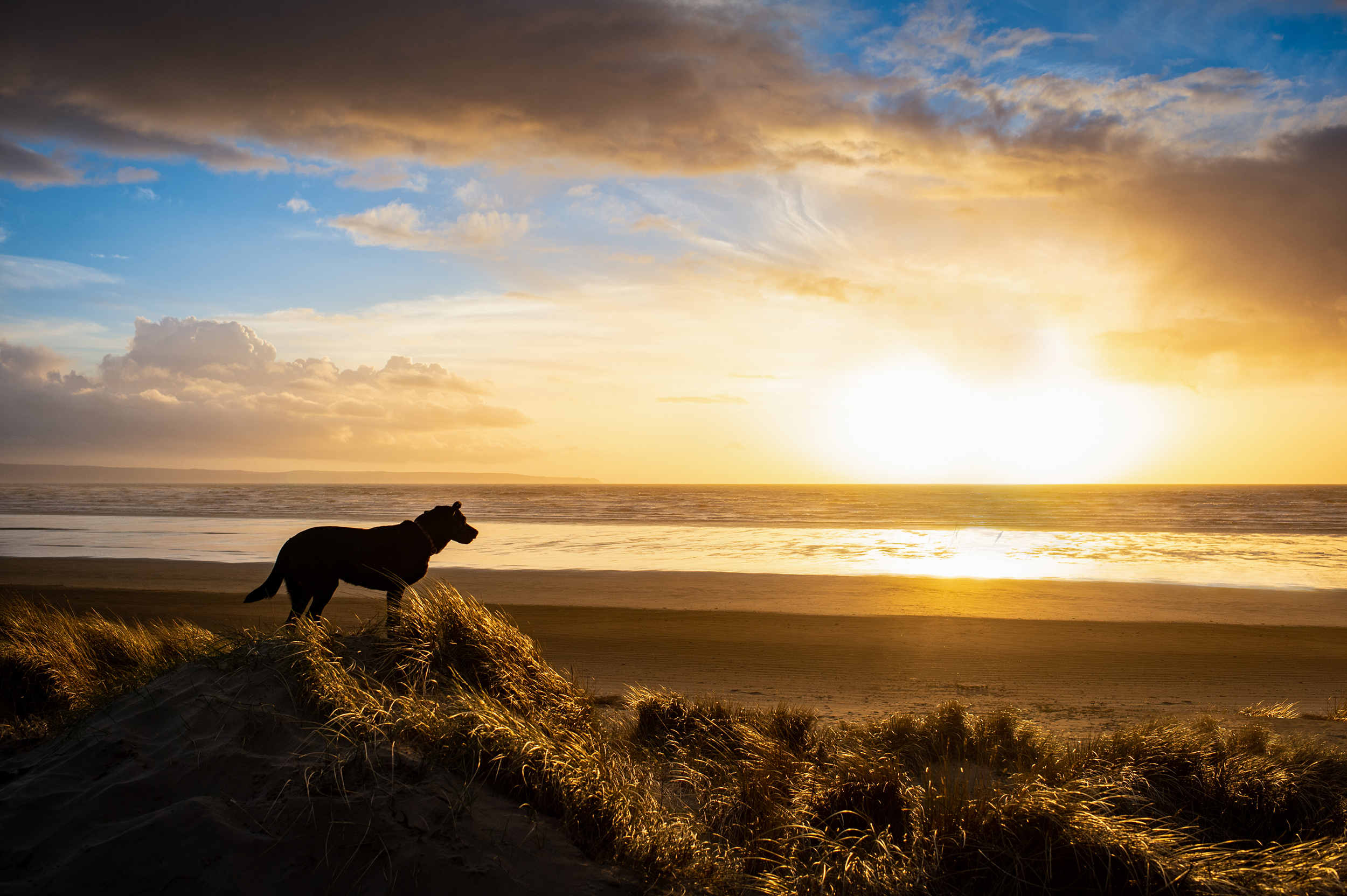 dogs-at-saunton-sands-1.jpg