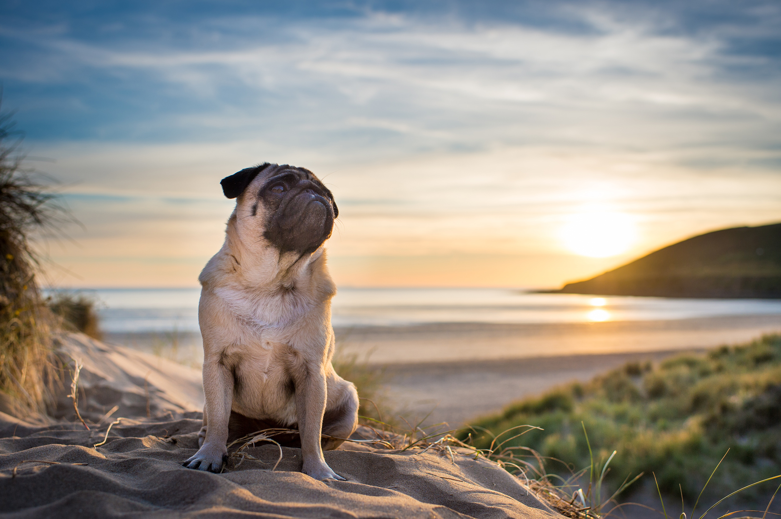 dogs-at-saunton-sands-3.jpg