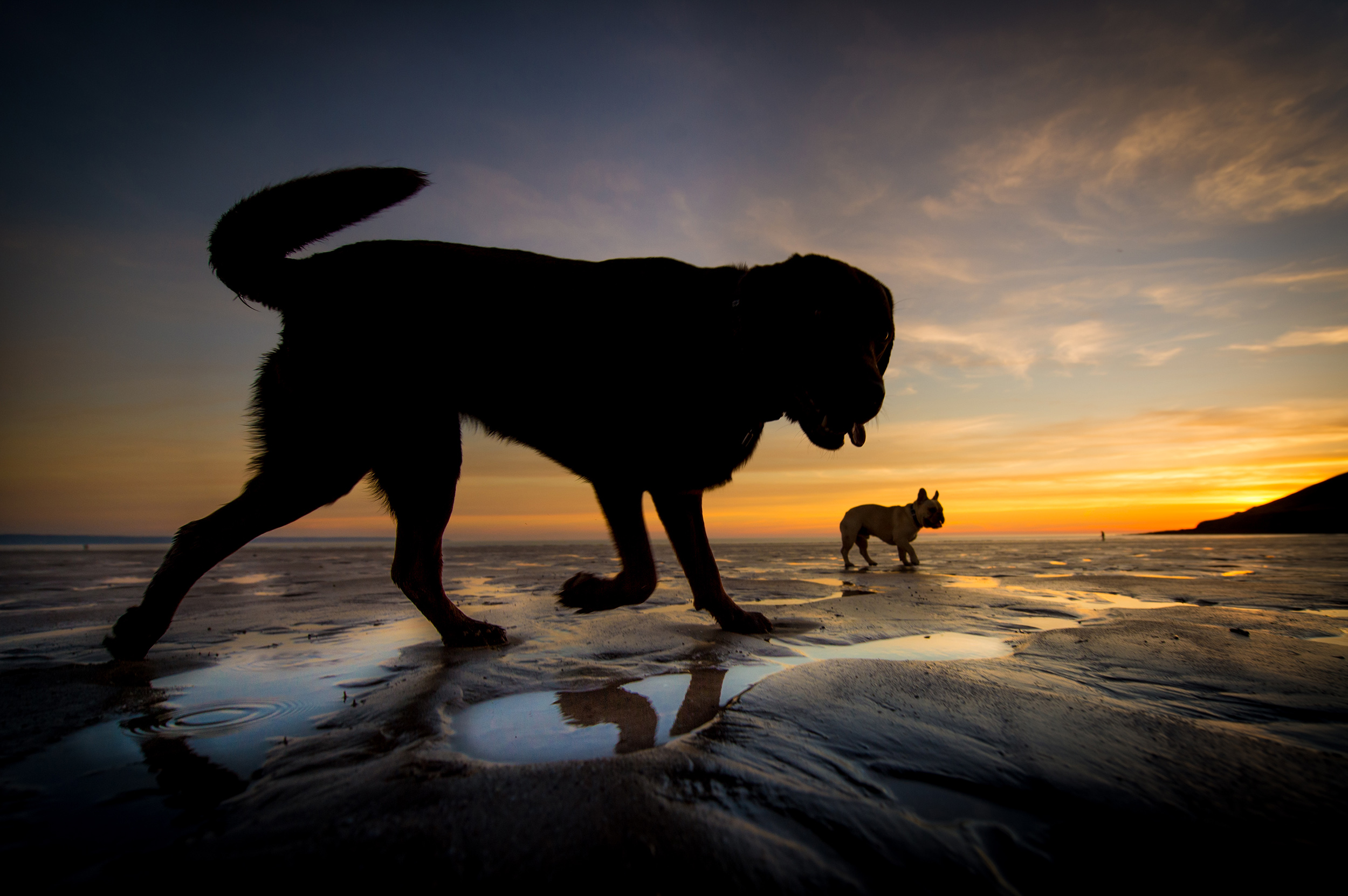 dogs-at-saunton-sands-6.jpg