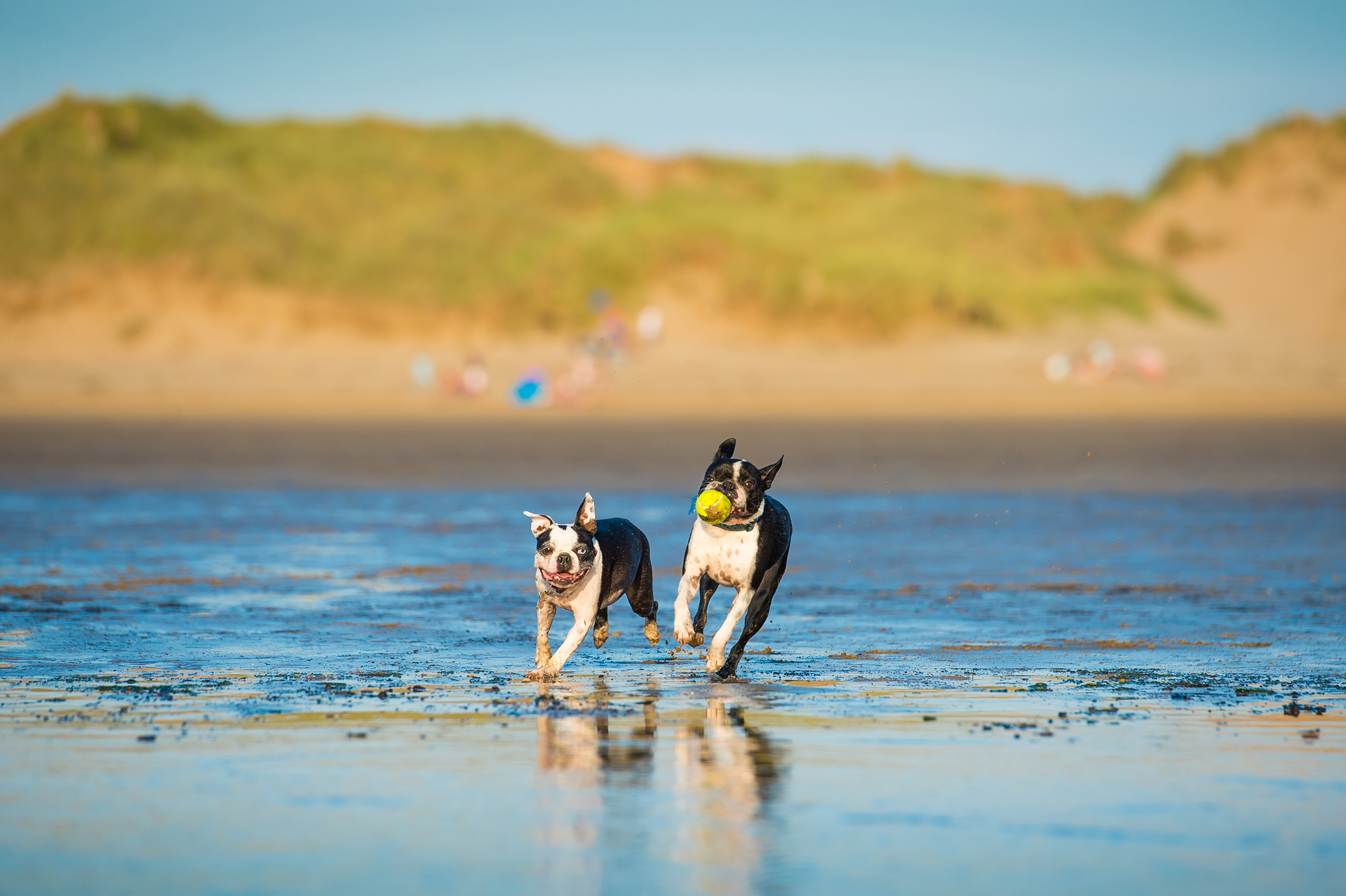 dogs-at-saunton-sands-7.jpg