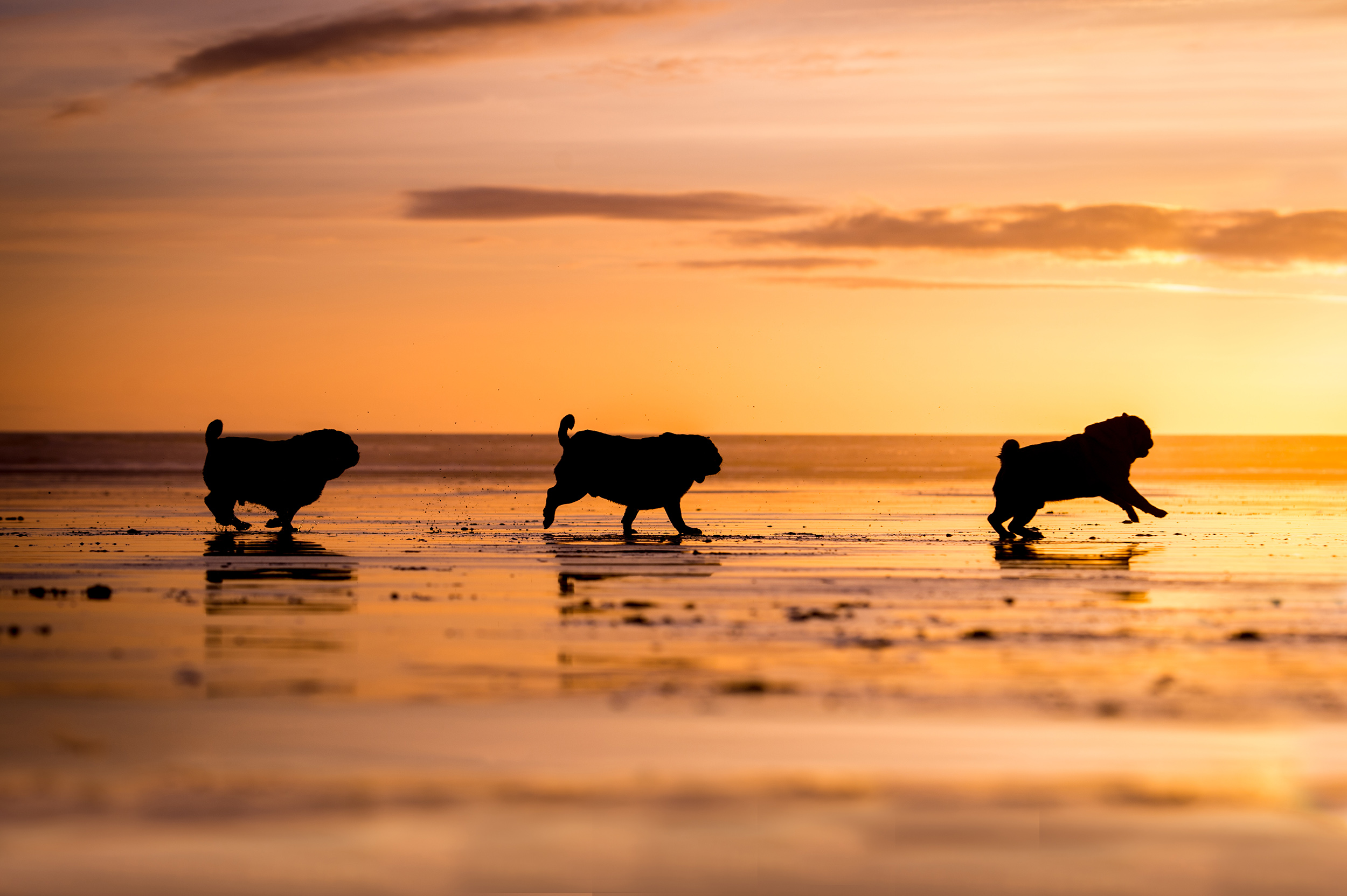 dogs-at-saunton-sands-13.jpg