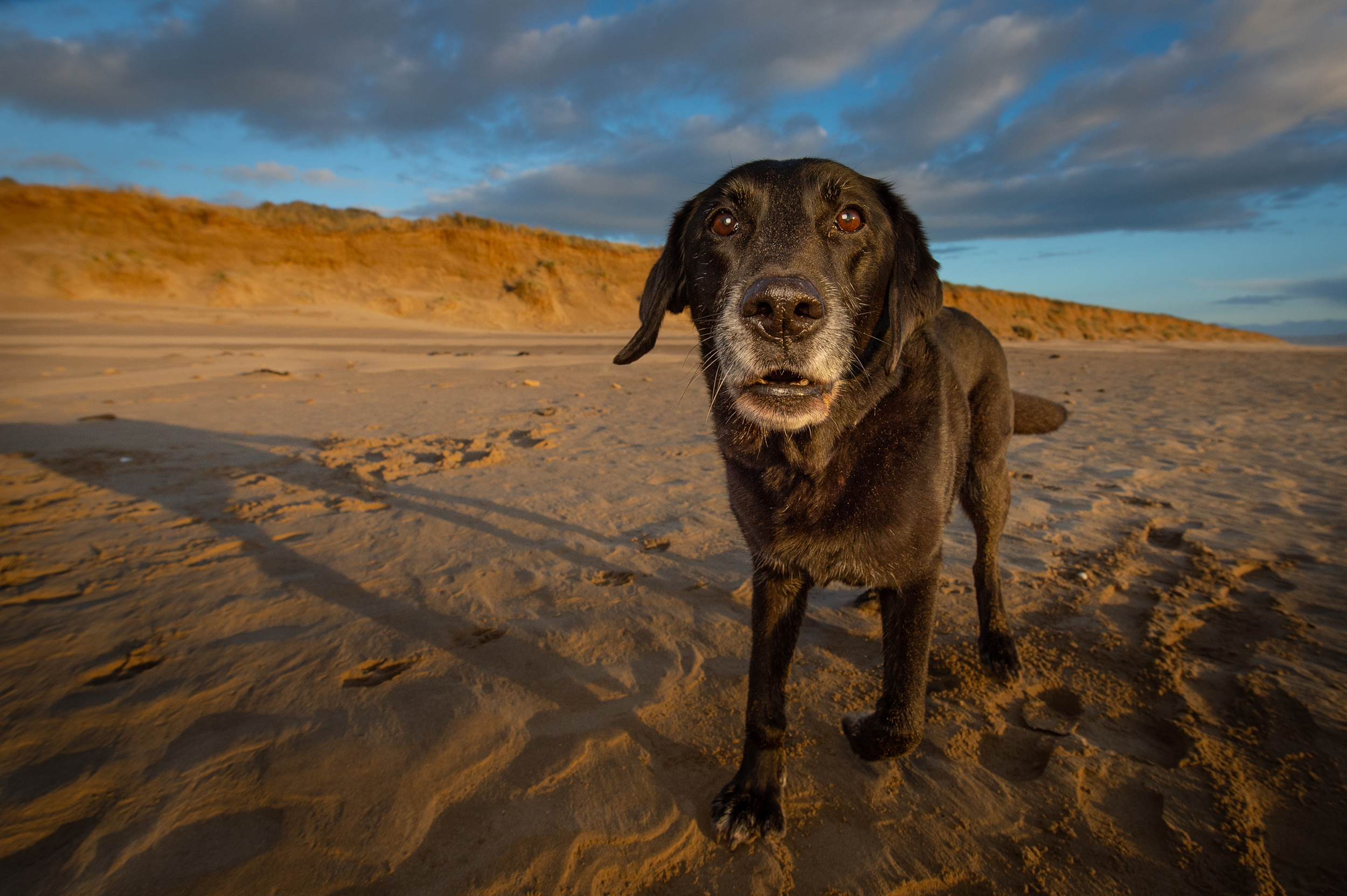 dogs-at-saunton-sands-12.jpg