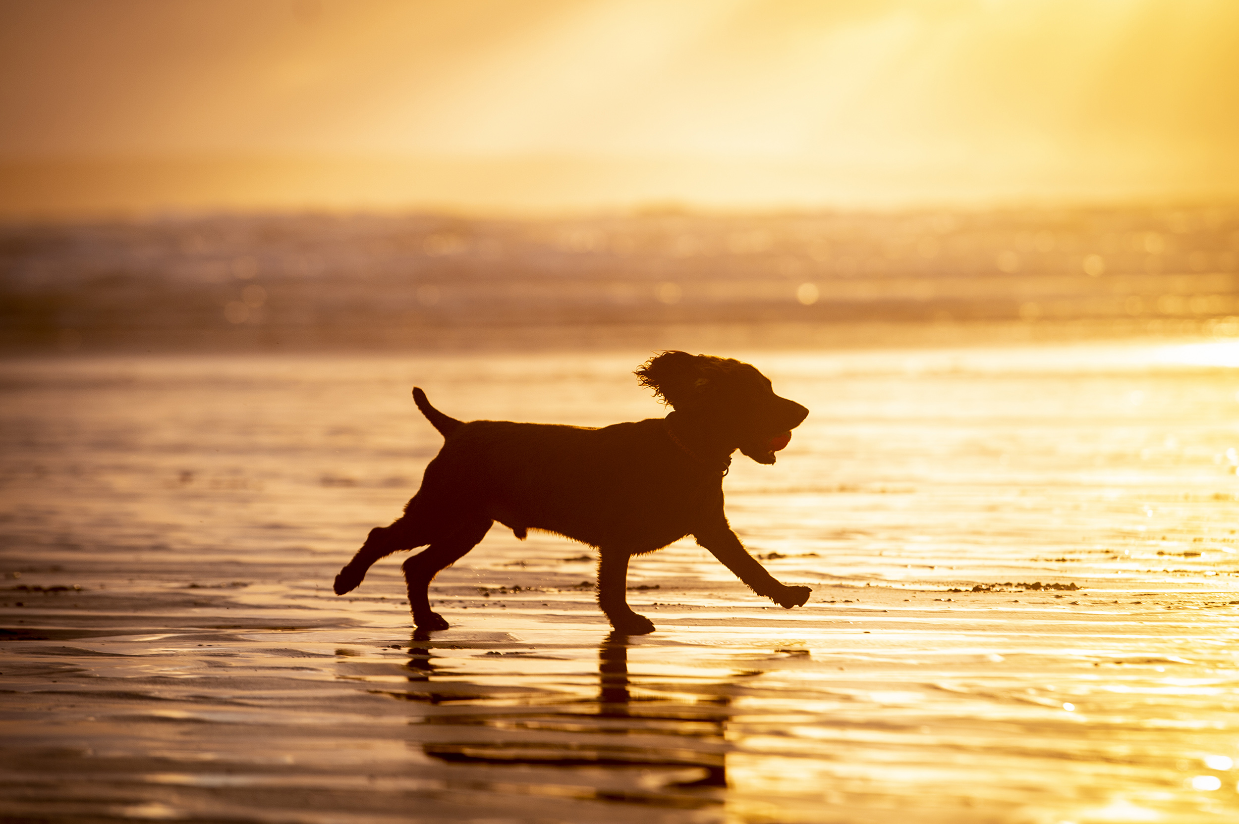 dogs-at-saunton-sands-15.jpg