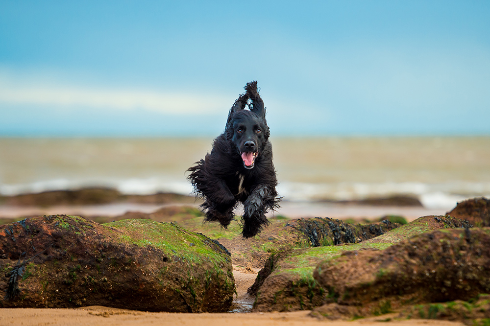 Top tips for taking your dog to Exmouth beach — Rhian White Photography