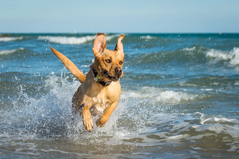Quattro having fun running through the shallow waters