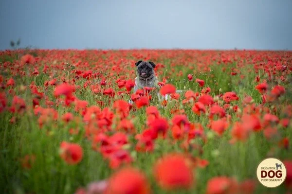 Boo-and-Poppies-1.jpg