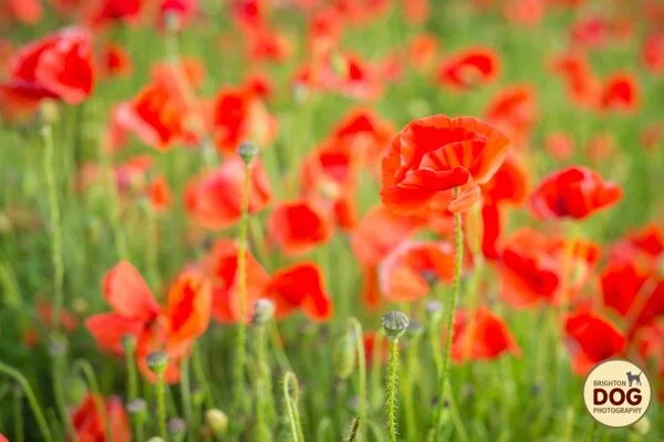 Boo-and-Poppies-9.jpg