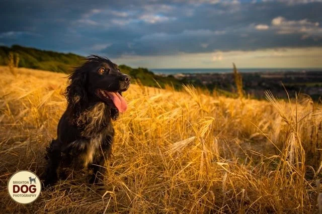 3-golden-hour-dog.jpg