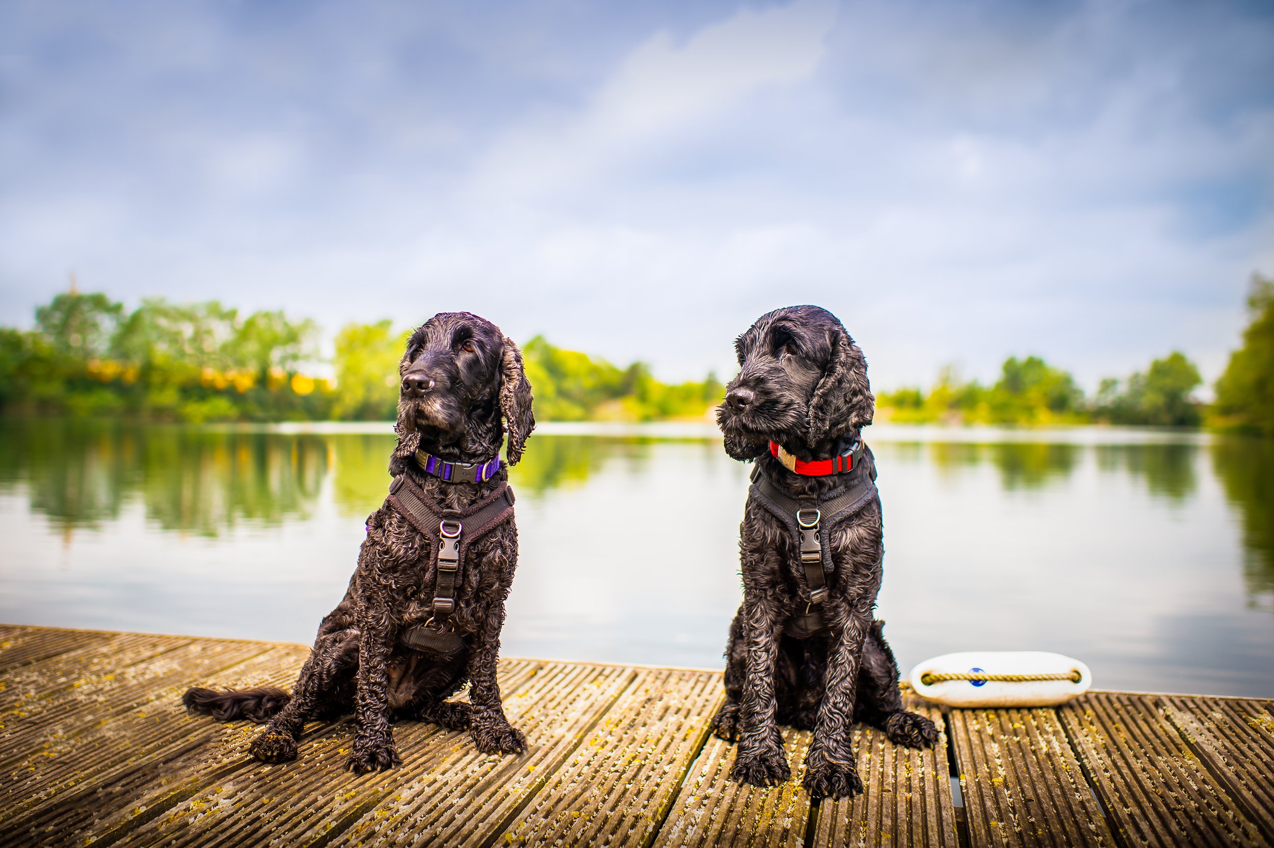 Bindi and Dougal-36.jpg