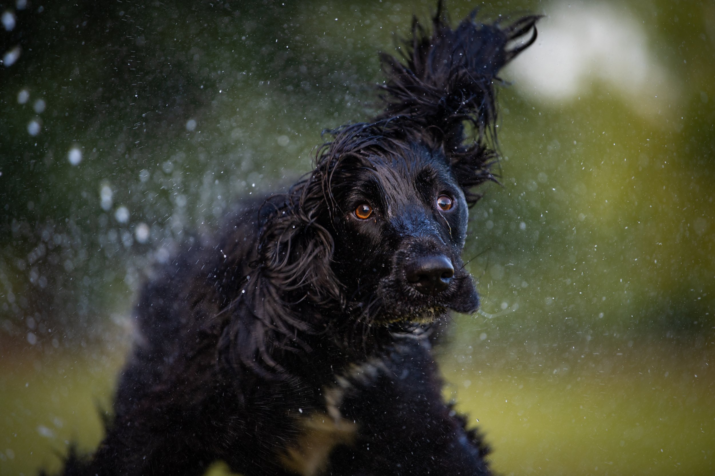 7 tips to photograph black dogs — Rhian White Photography