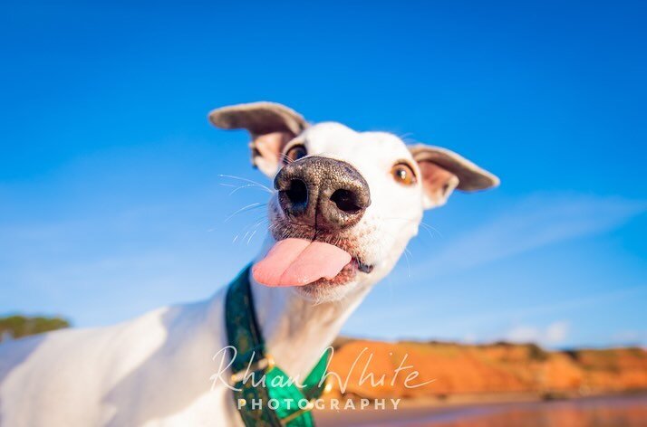 Good job I don&rsquo;t promise that I specialise in totally serious portraits of dogs 😂 Come to me for a real life photo shoot of your dog in all their goofy glory. 

Shoots make the perfect and unique present. Great for Christmas presents of course