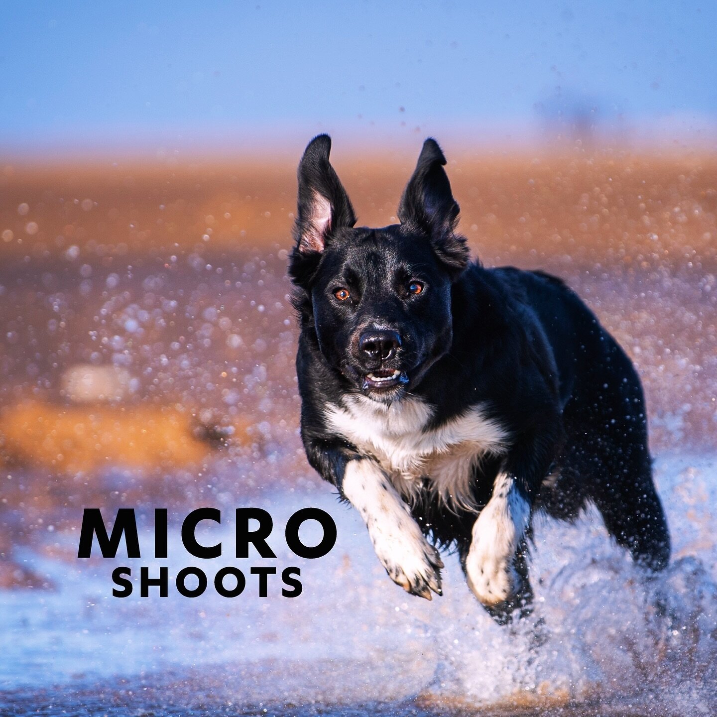 ** INTRODUCING MICRO SHOOTS!! **

I&rsquo;m now offering 20-minute long shoots on a drop-in basis at locations all across Devon, Cornwall and Brighton. No need to book, just turn up with your dog, have fun and get some great images!

Type MICRO in th