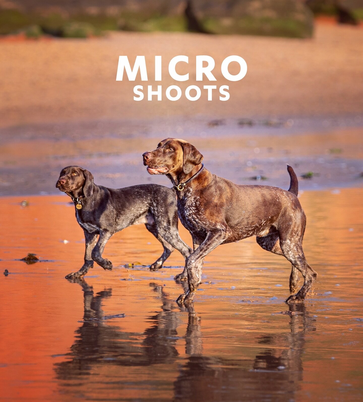 ** INTRODUCING MICRO SHOOTS!! ** 

Here&rsquo;s another example of the type of picture I would take on a micro shoot ❤️🐶

I&rsquo;m now offering 20-minute long shoots on a drop-in basis at locations all across Devon, Cornwall and Brighton. No need t