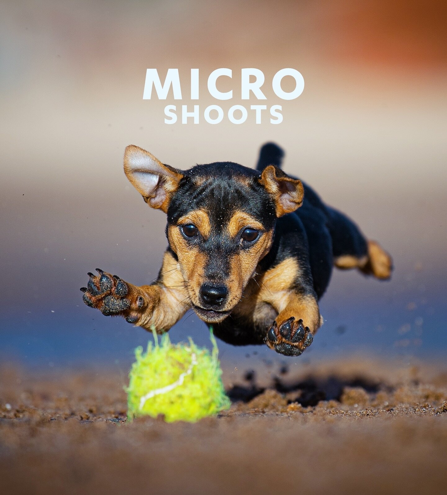 Here&rsquo;s another reminder about my MICRO SHOOTS 🐶

** INTRODUCING MICRO SHOOTS!! ** 

Here&rsquo;s another example of the type of picture I would take on a micro shoot ❤️🐶

I&rsquo;m now offering 20-minute long shoots on a drop-in basis at loca