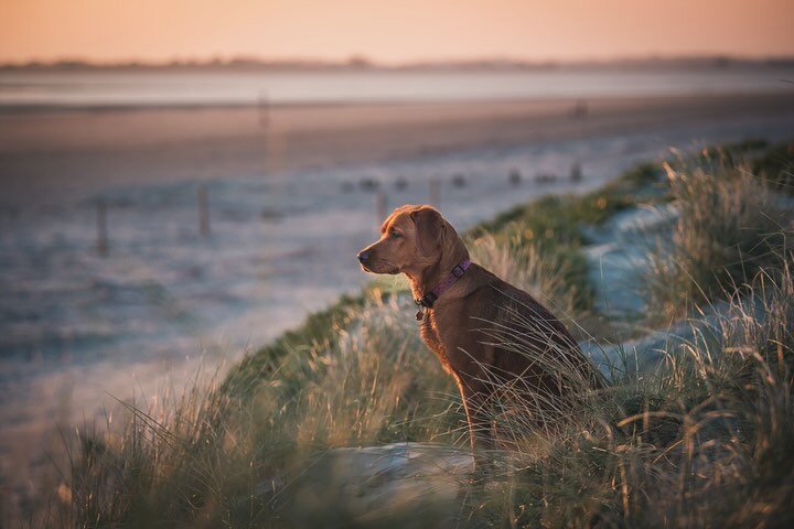 Here are a couple of shots from my micro shoot session at West Wittering last week. It was a glorious afternoon with bright sunshine, plus low tide so the perfect conditions. 

Micro shoots are approx 20 minutes long for &pound;25 and include 2 digit