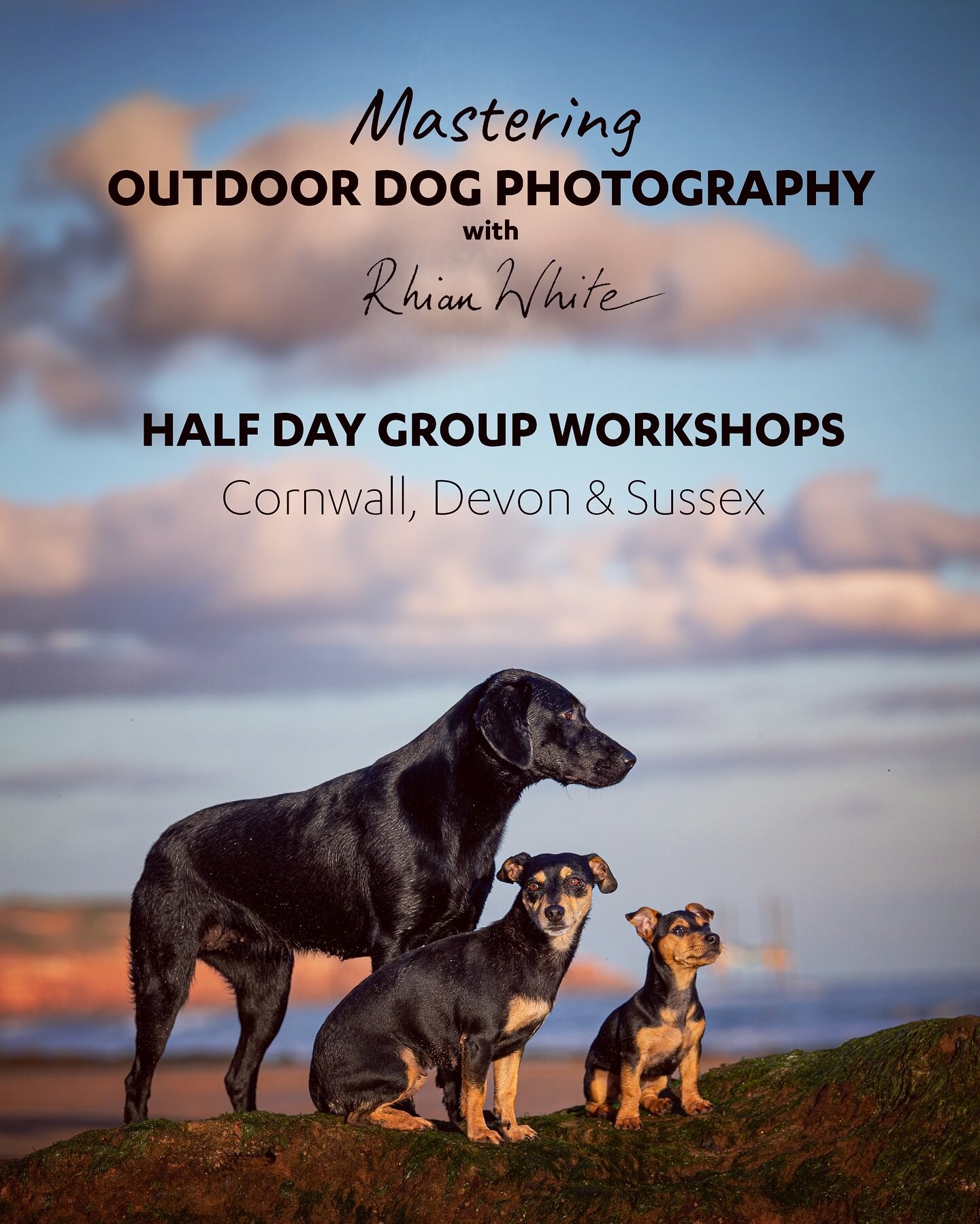 Do you find it hard photographing your dog? Fancy spending an afternoon with me and a few fellow dog photography enthusiasts and learning some new skills? You can also bring your dog if you would like to and come to a fun, informative and relaxed on-