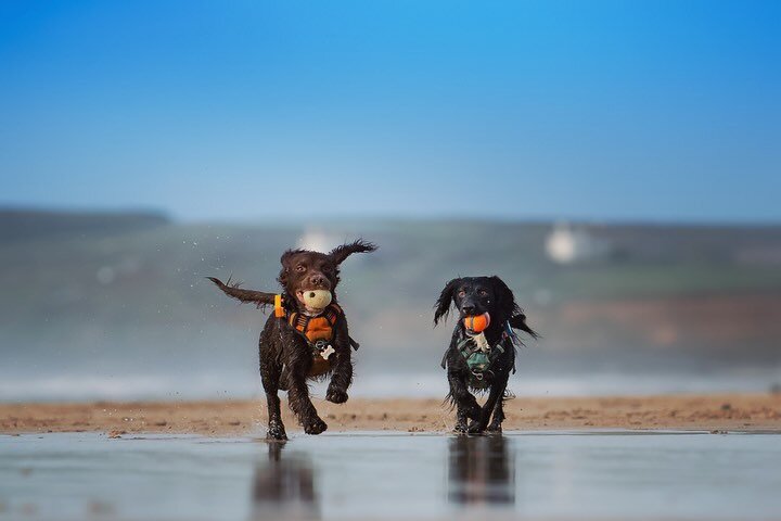 10 brownie points go to Cooper and Jetson who came all the way from Hove to south Cornwall for their photo shoot. We met up at Gwithian beach and we were blessed with a low tide so there was so much space and the boys went mad. I&rsquo;ve not seen tw