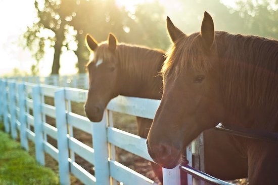 the-kentucky-horse-park.jpg
