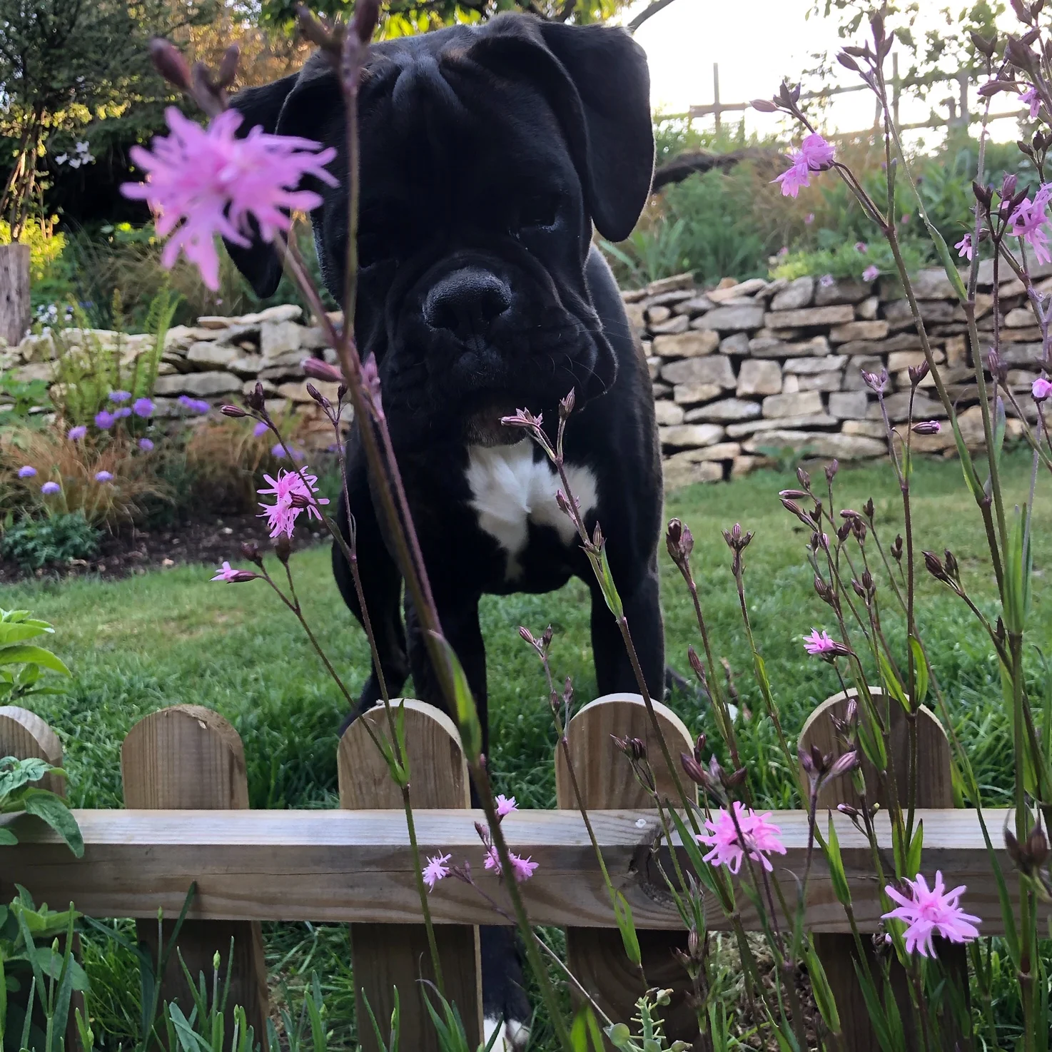 Saymor Furnishers puppy Anya in the garden