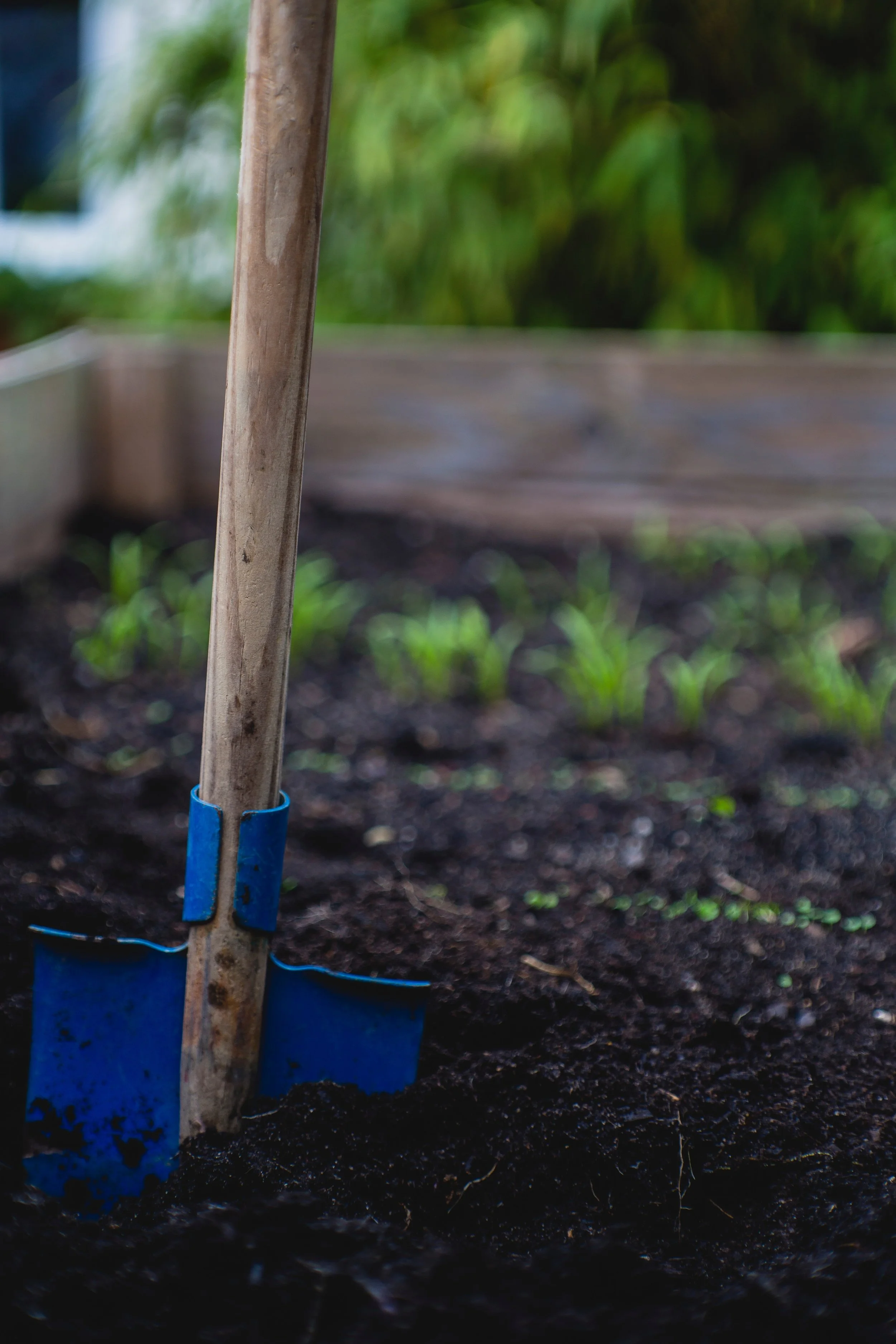Spade in soil in the garden