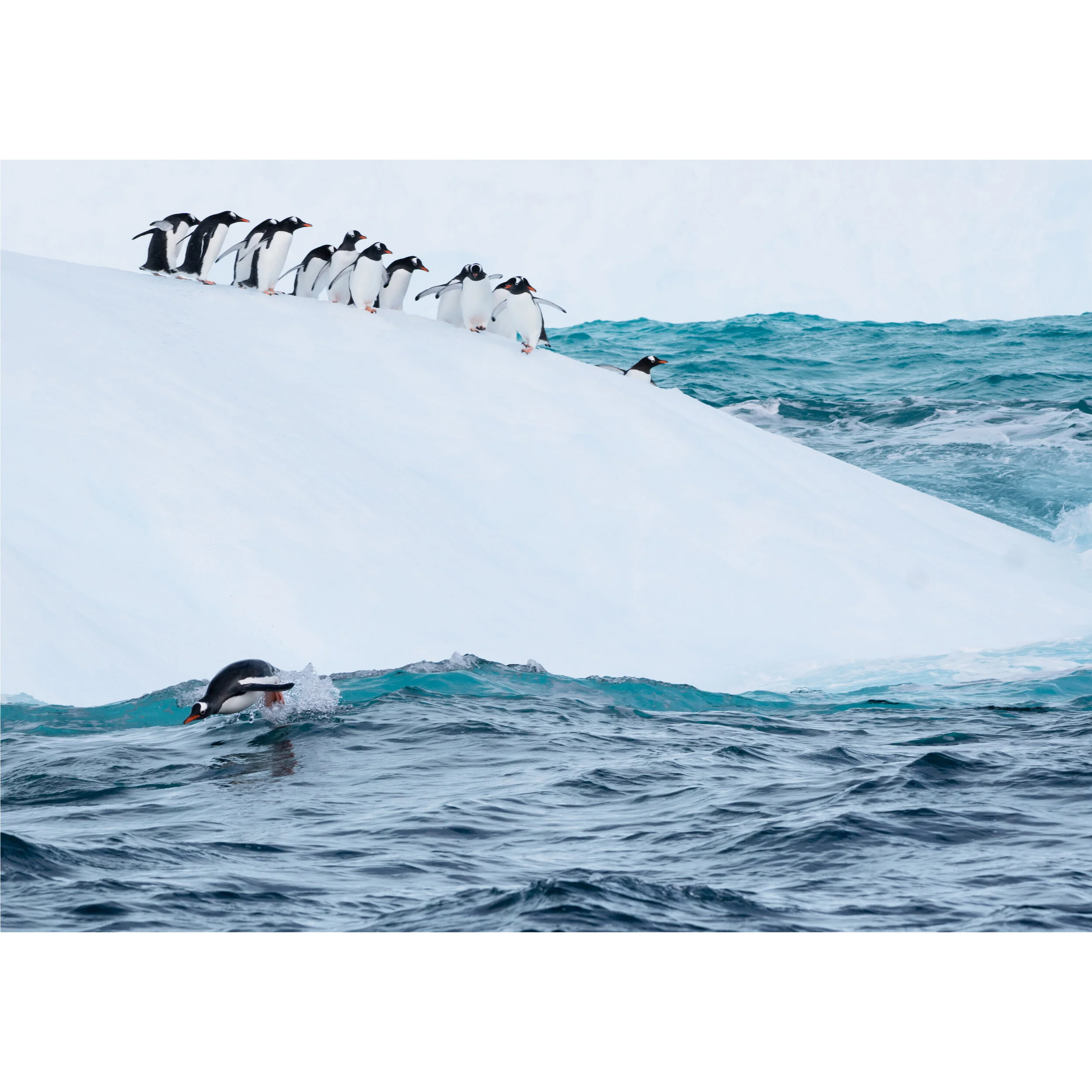 Poster jeux de manchots ..Penguin party Poster
