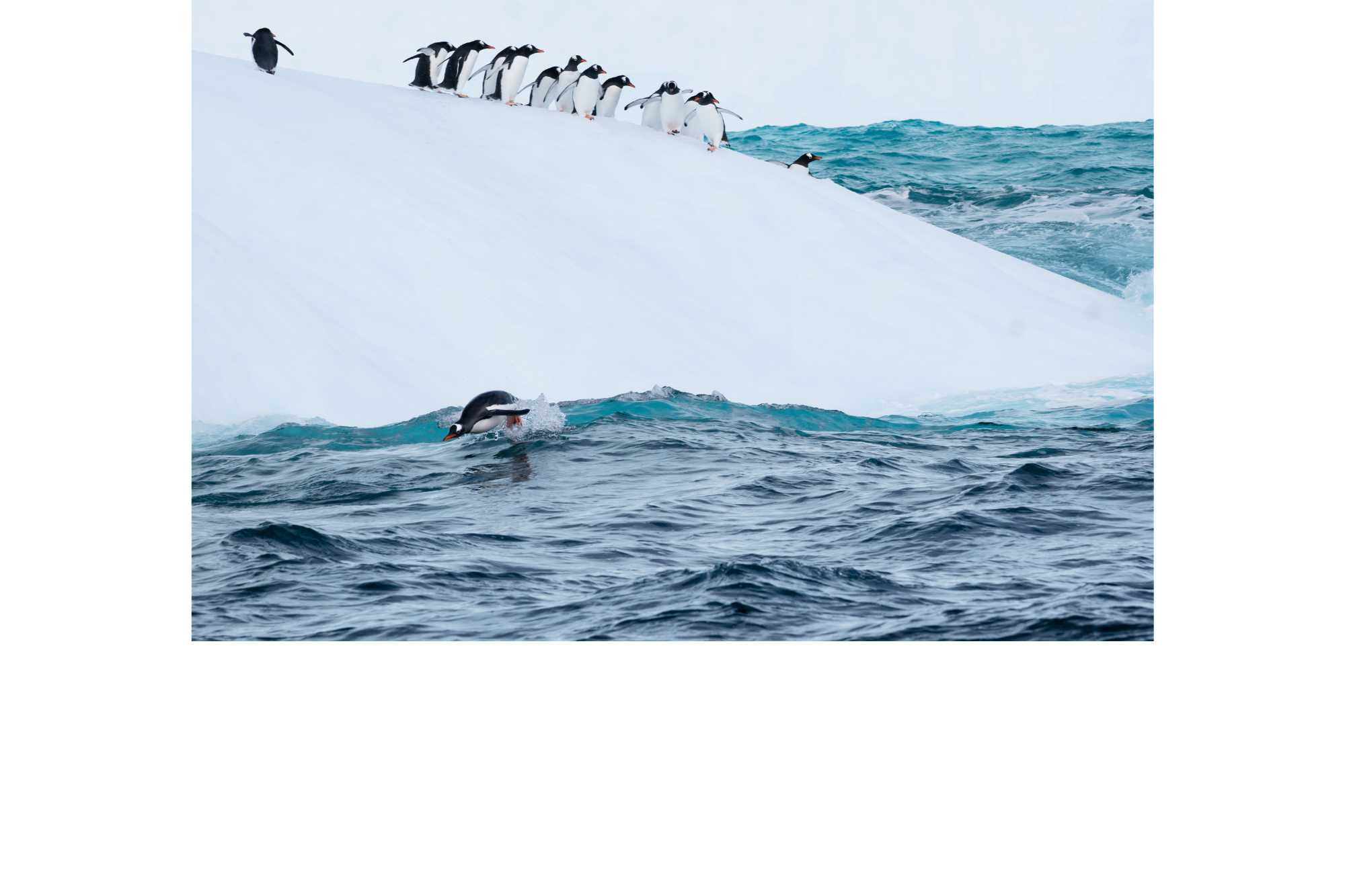 Carte Postale "Jeux de manchots" ..Postcard "Penguin Party"