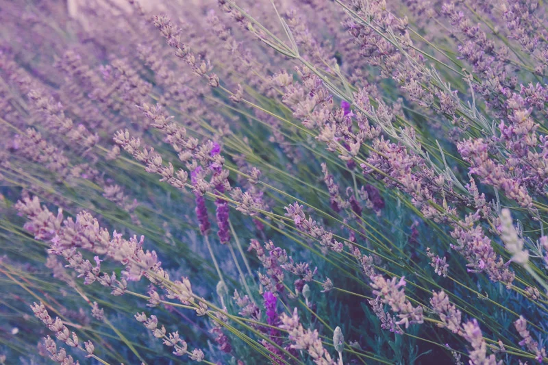 Essential Oils