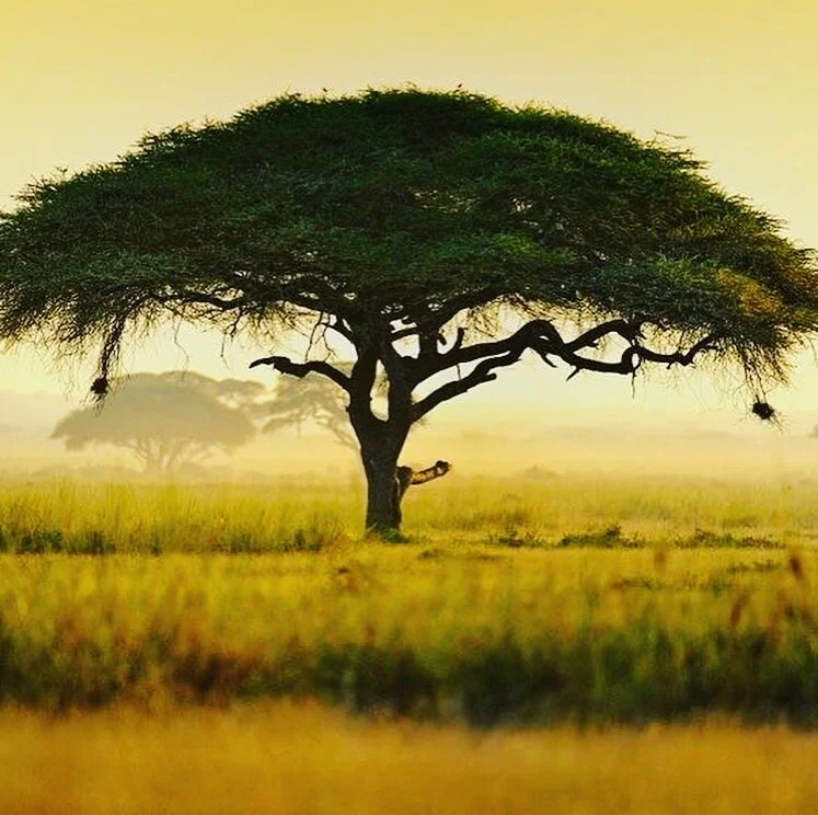Beautiful Trees