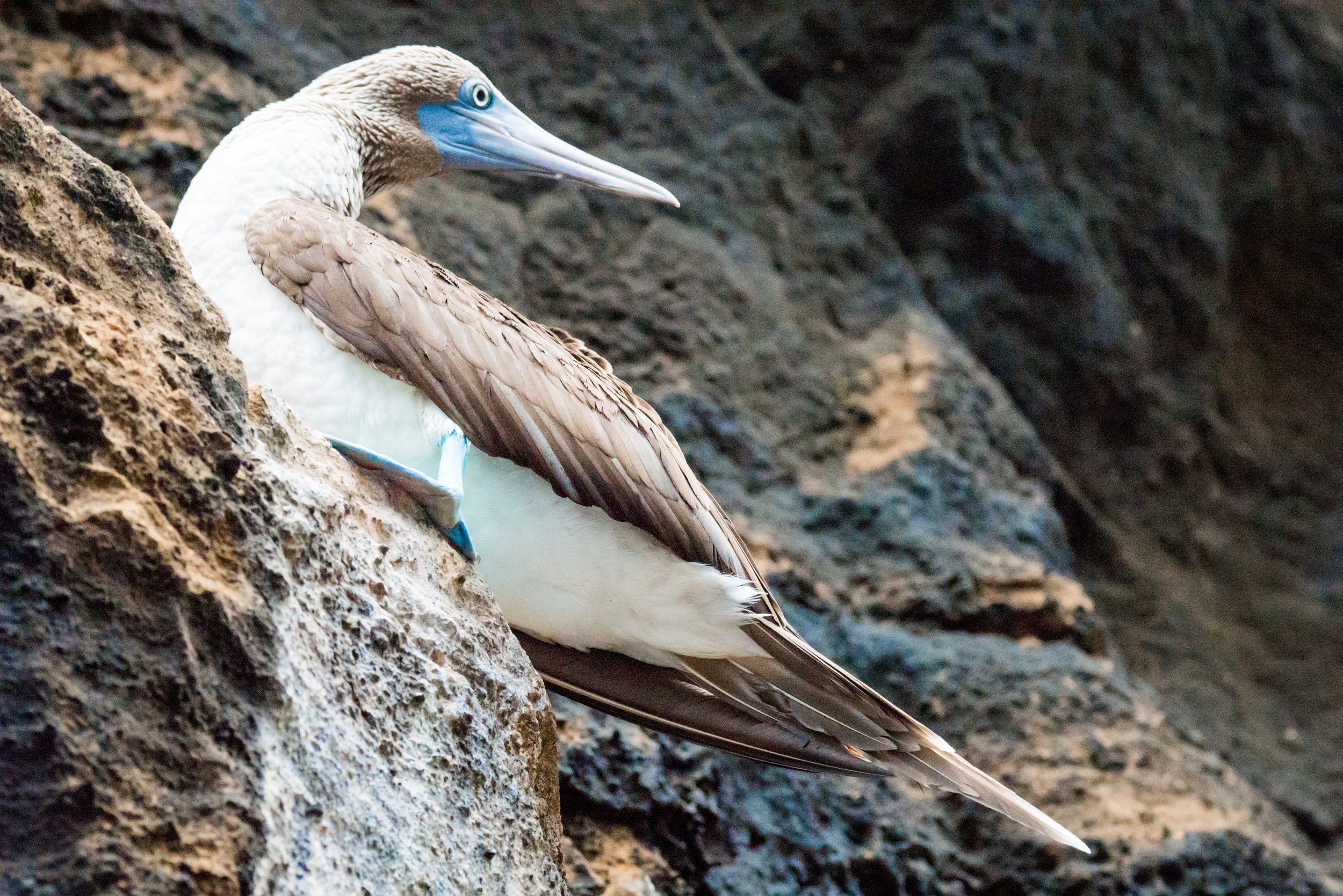 Galápagos-10.jpg