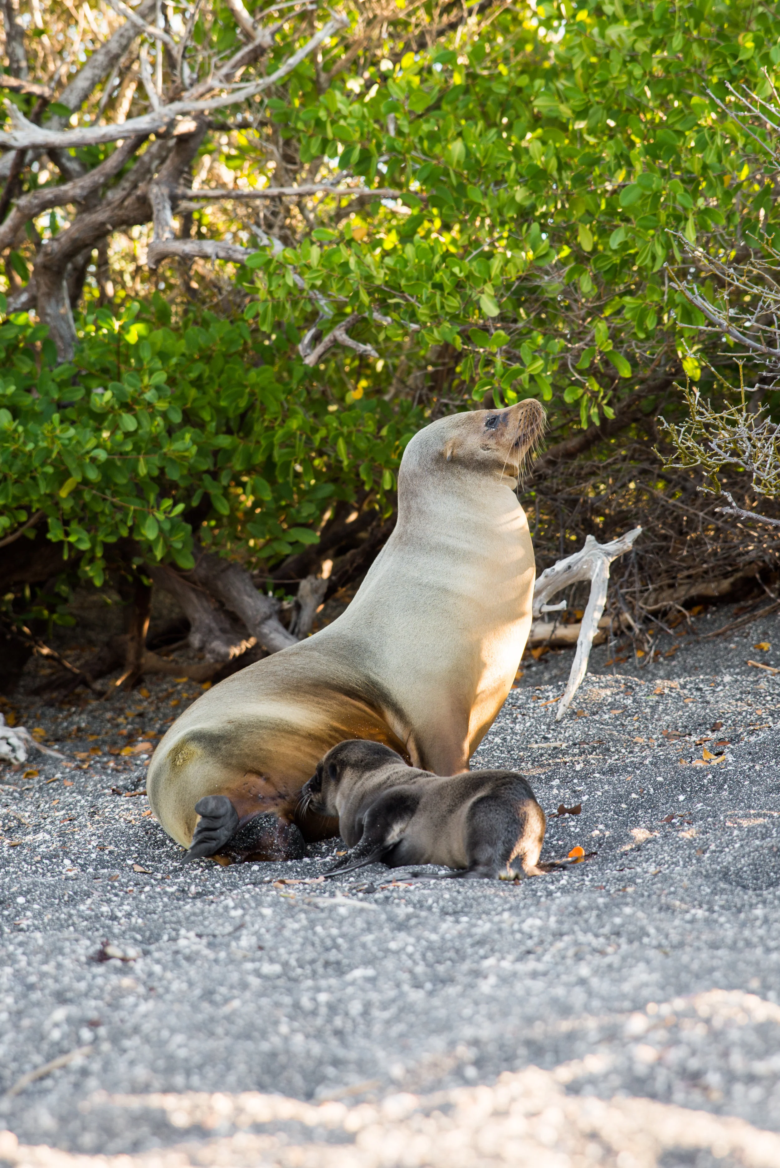 Galápagos-15.jpg