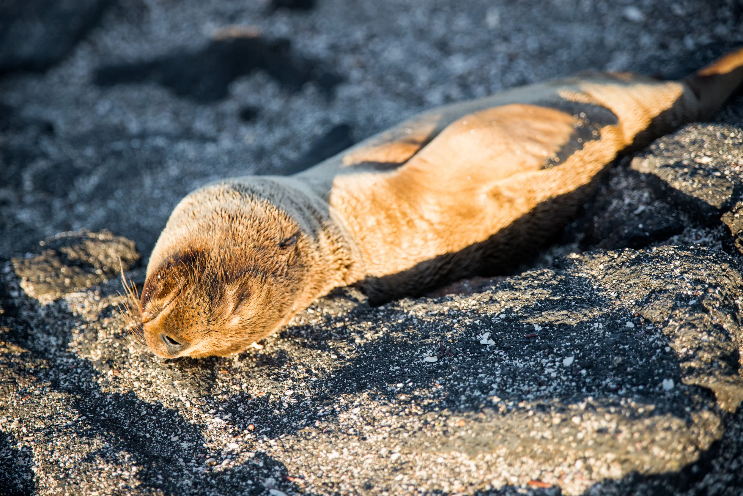 Galápagos-17.jpg