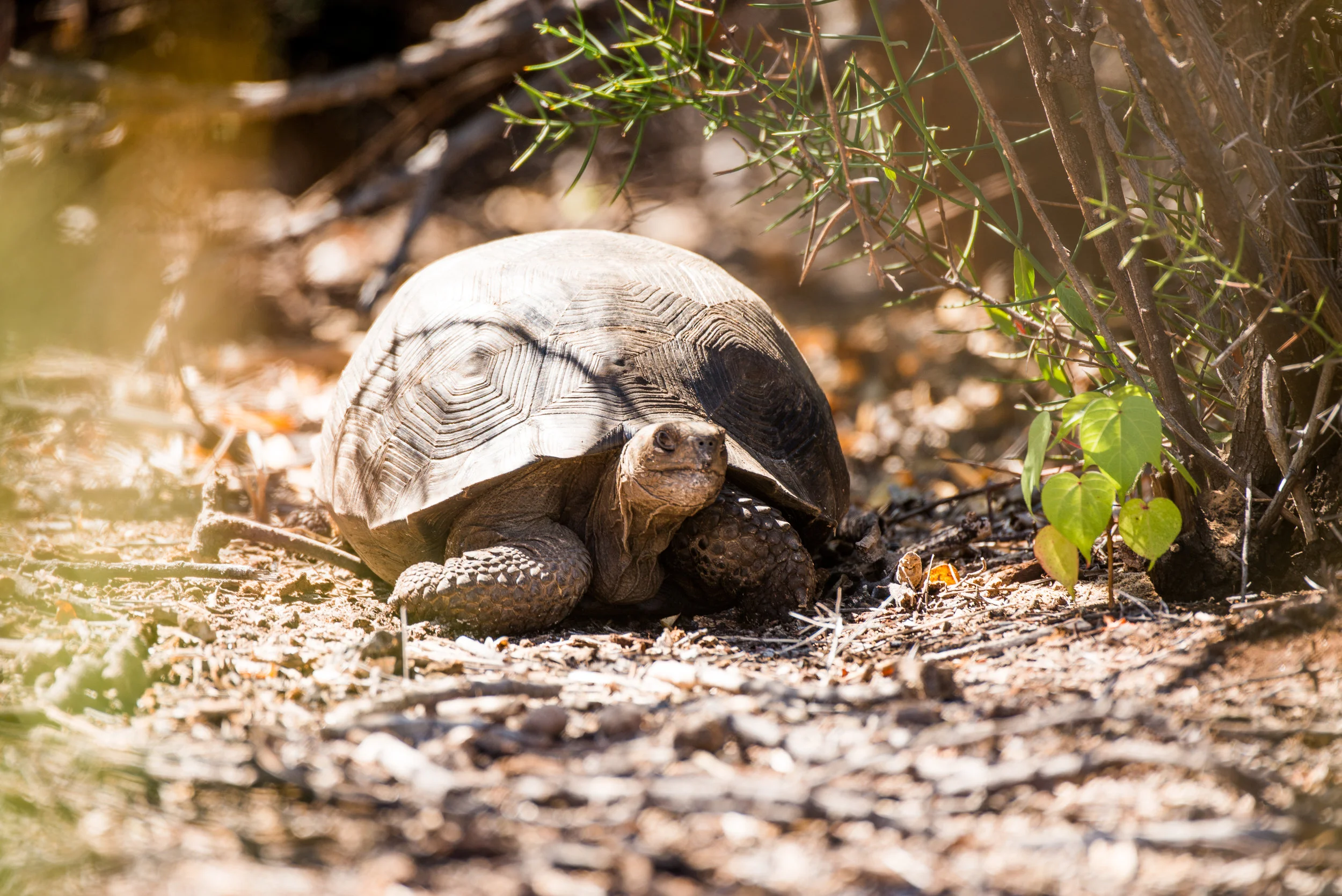 Galápagos-23.jpg