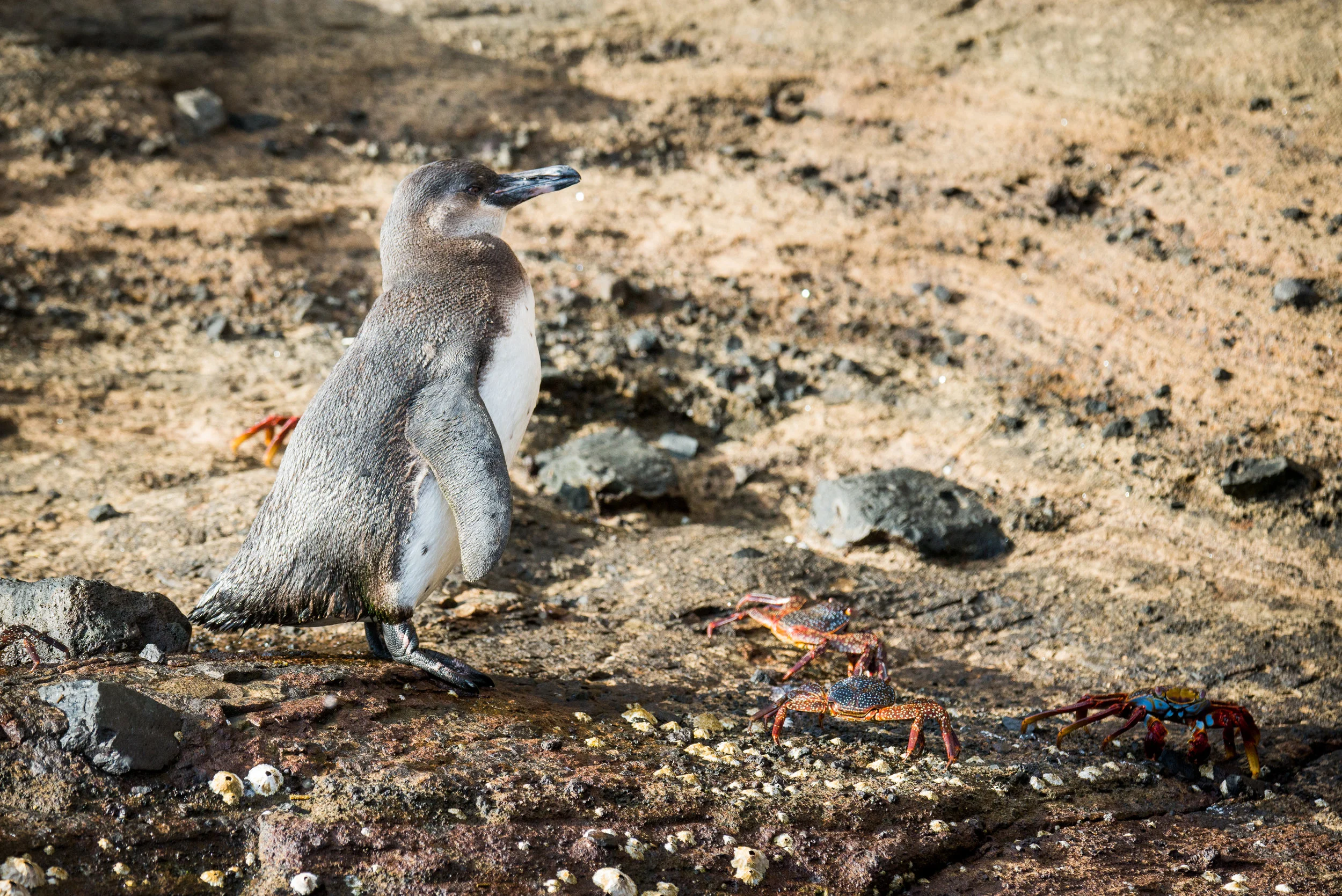 Galápagos-24.jpg