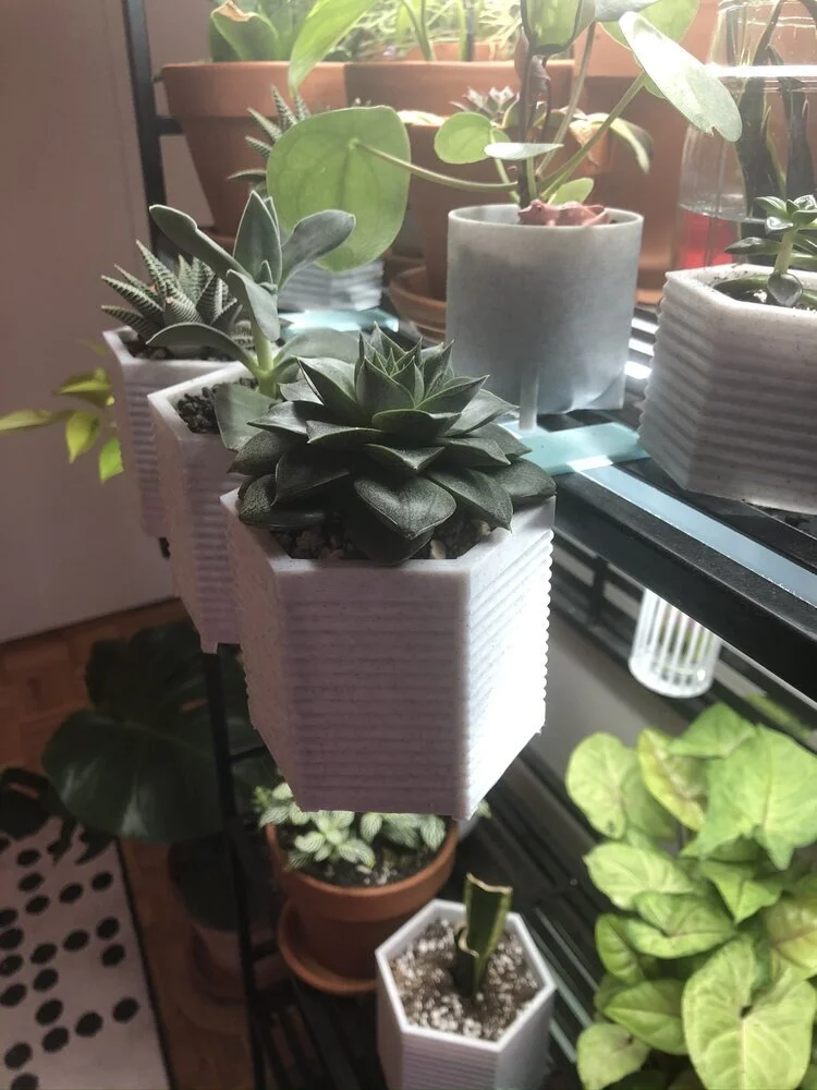 succulent hangers.jpg